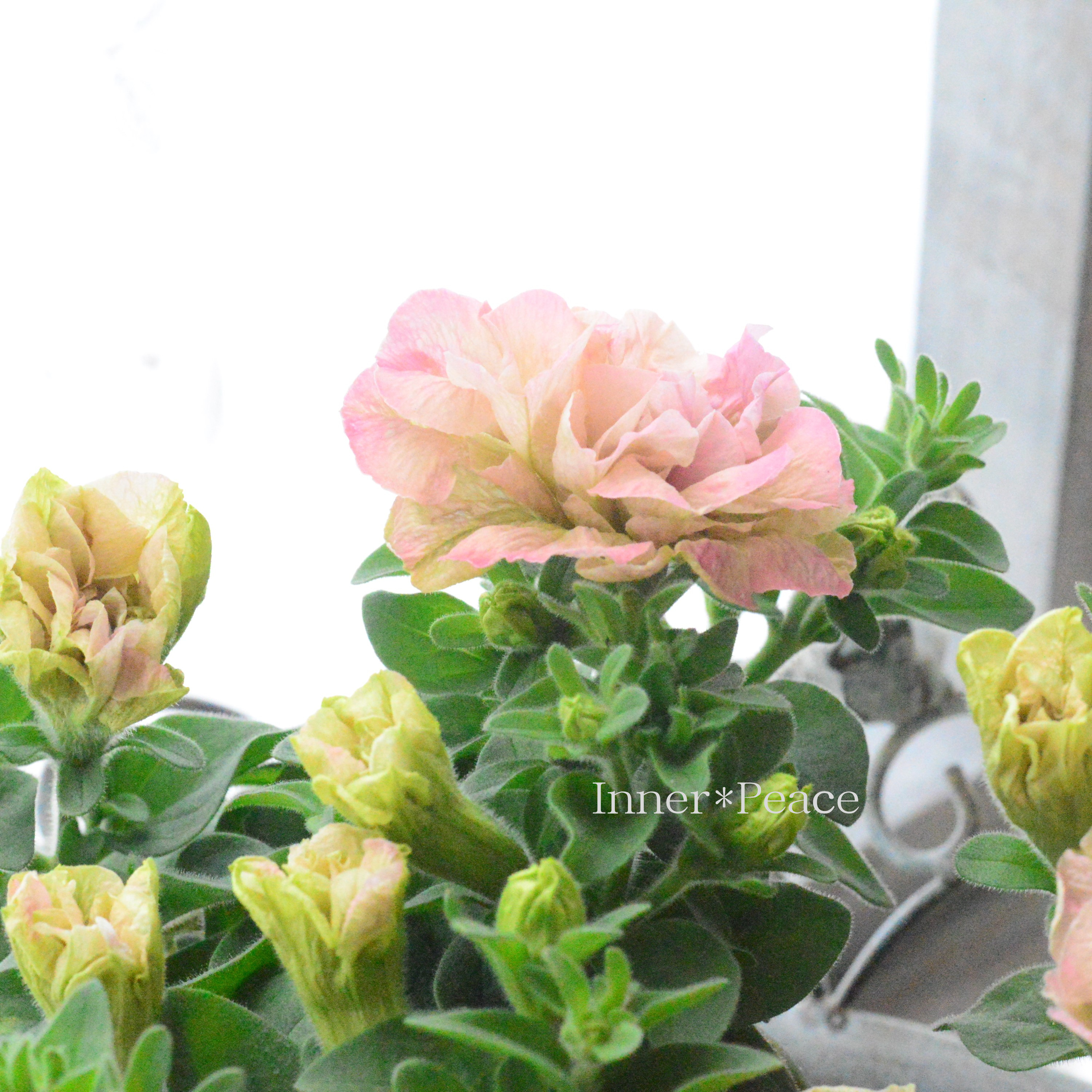 【ゲブラさんオリジナル】 八重咲きペチュニア 『てまり珊瑚』 3.5寸POT