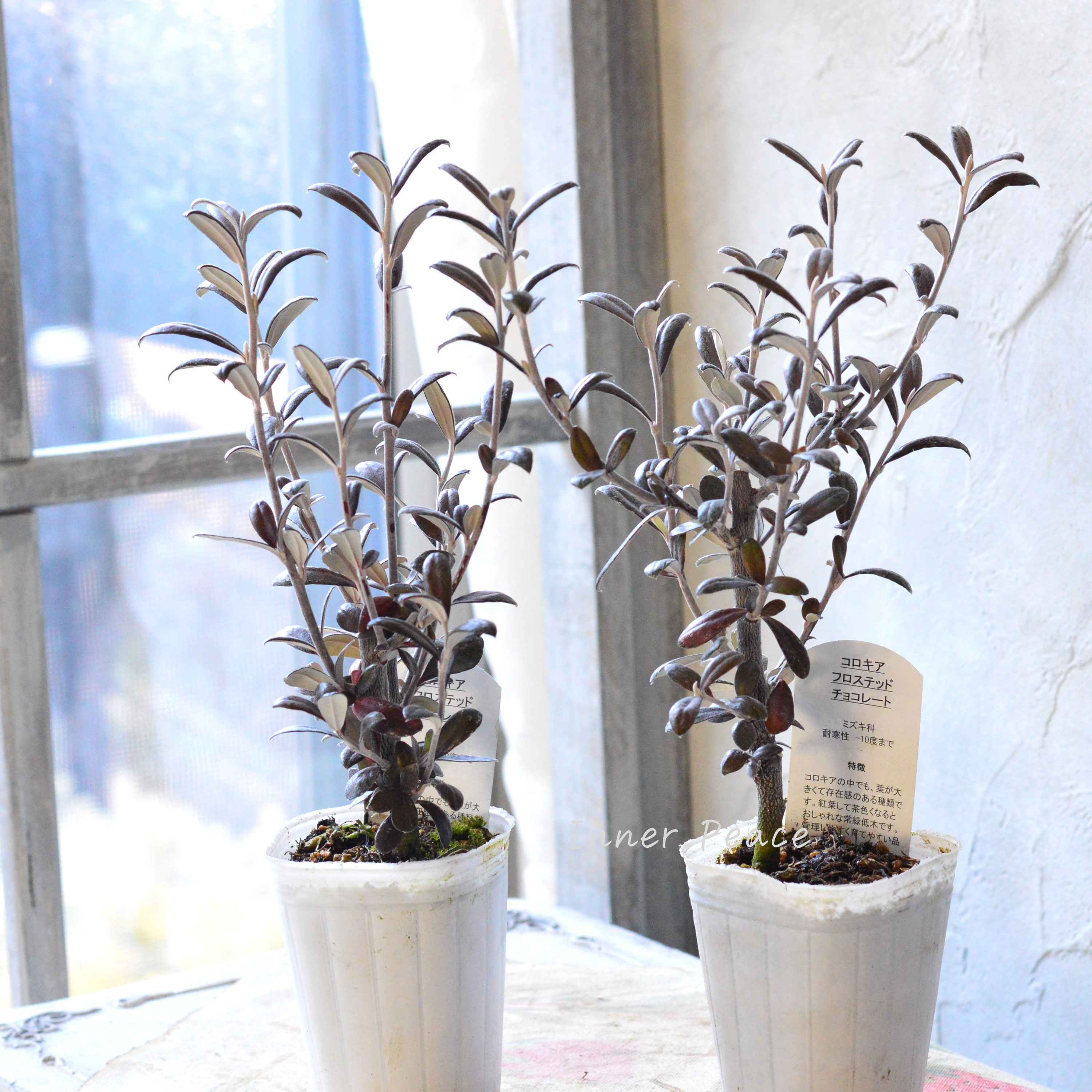 【寒さに強い】 コロキア 『フロステッドチョコレート』 3寸POT