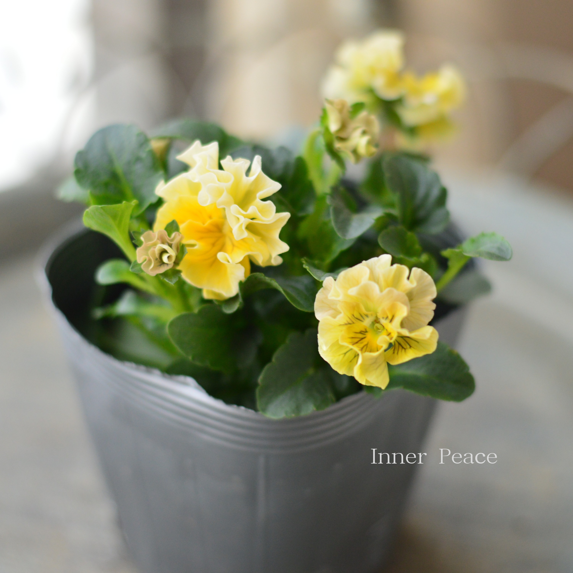 【うえたさん育種】 ミニパンジー 『天の羽衣・イエロー』 3.5寸POT