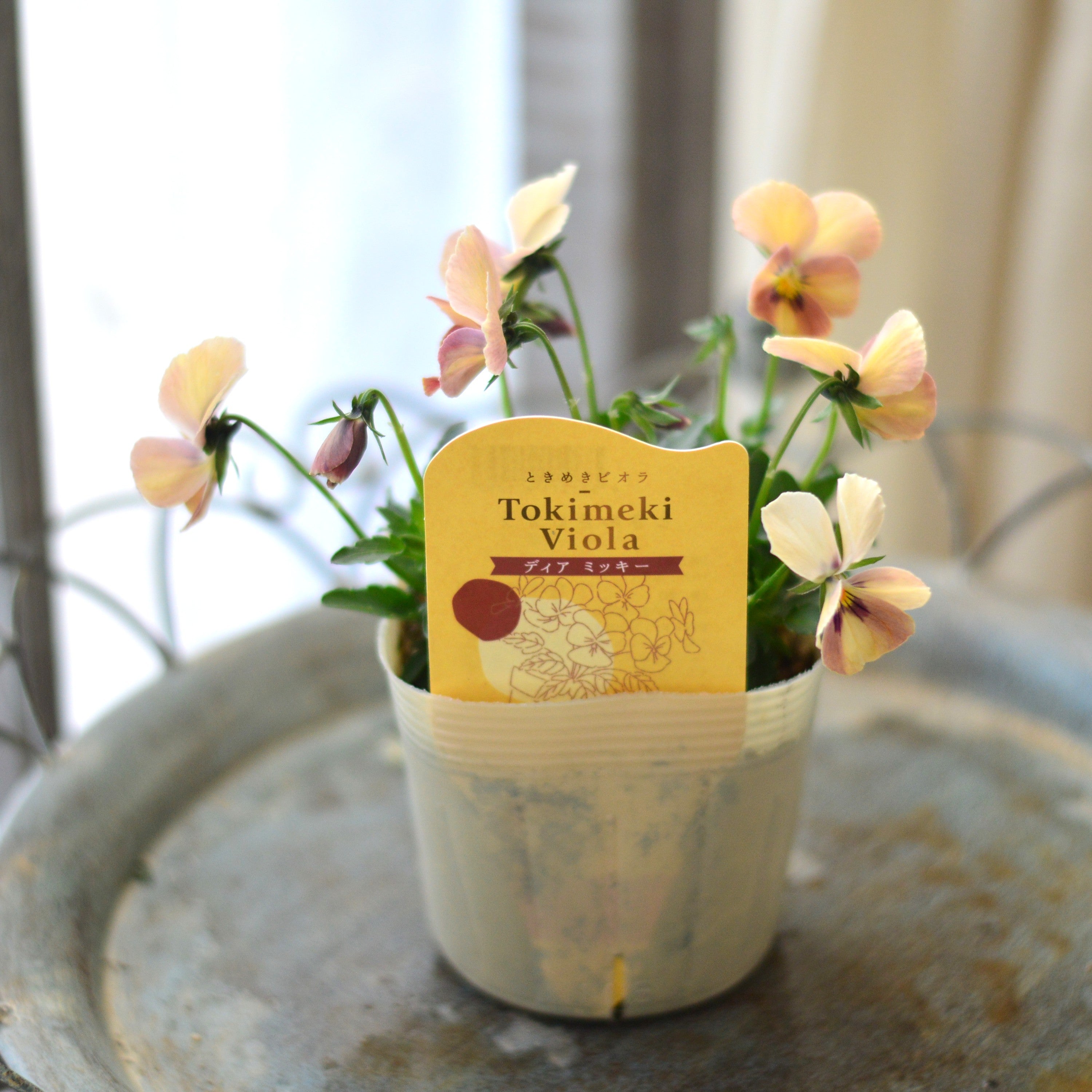 【奥田園芸さん】 ときめきビオラ 『ディアミッキー』 3.5寸POT