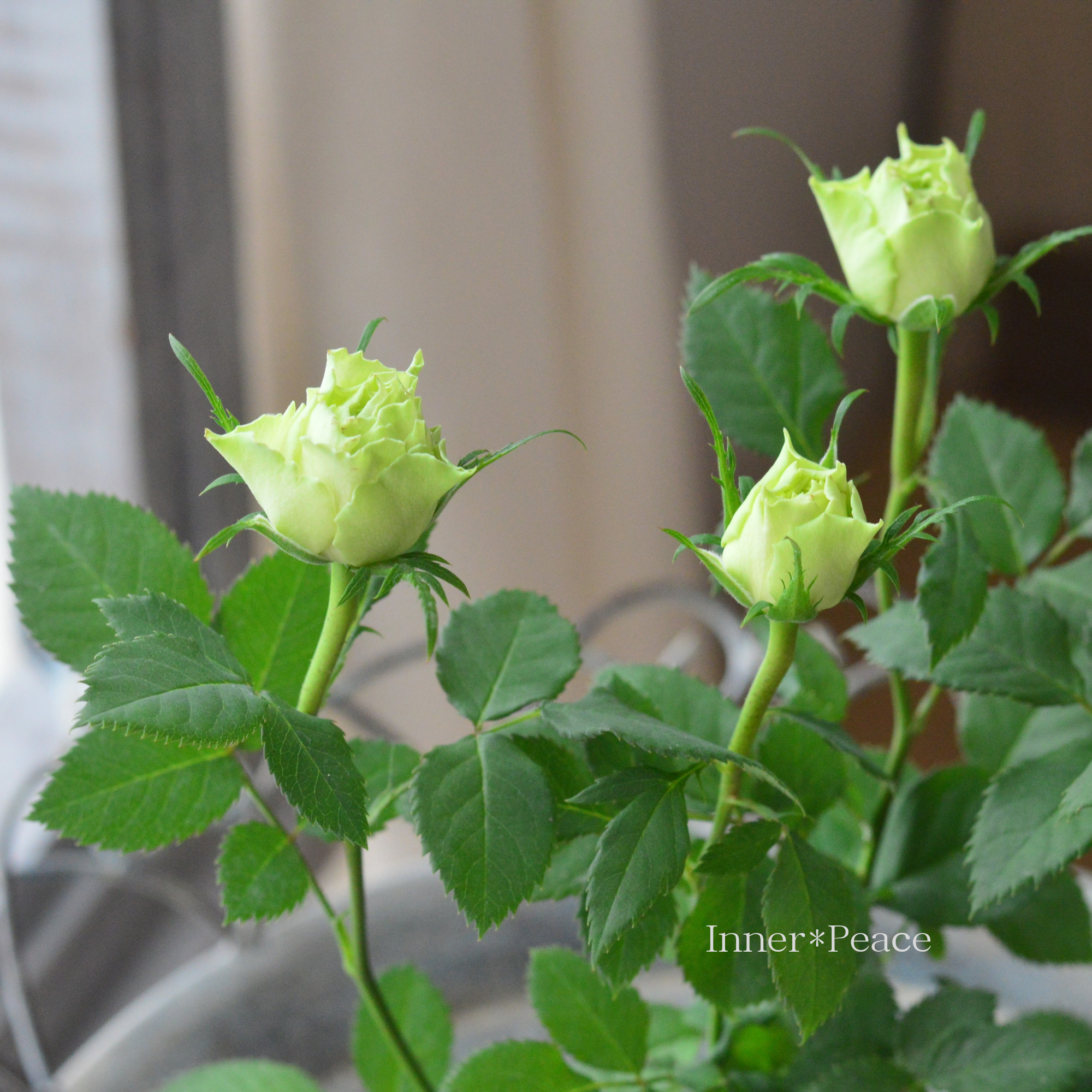 【美しい】ミニ薔薇 『コルダナ・ペパーミント』 3~3.5寸POT