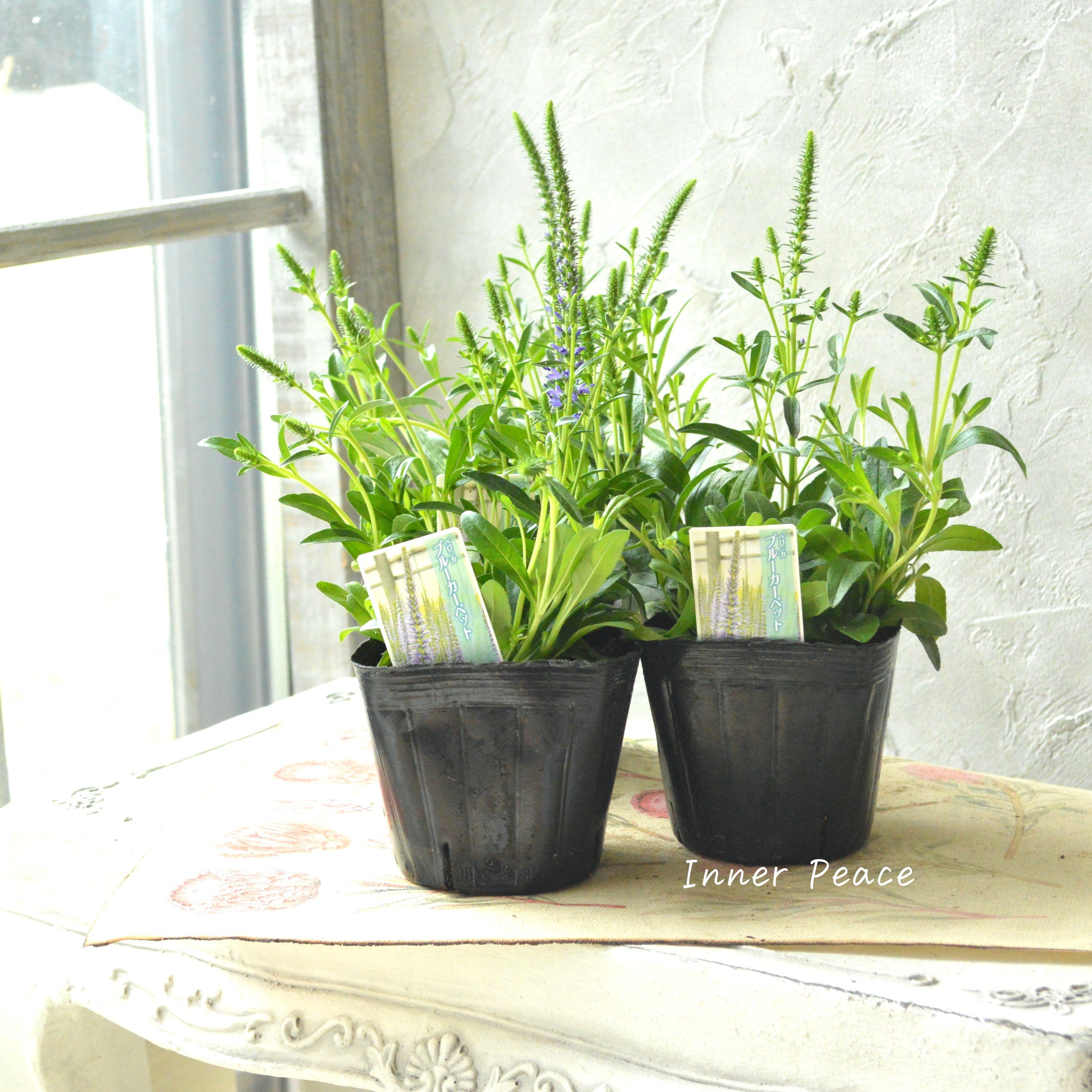 【宿根】 ベロニカ 『スピカタ・ブルーカーペット』 3.5寸POT