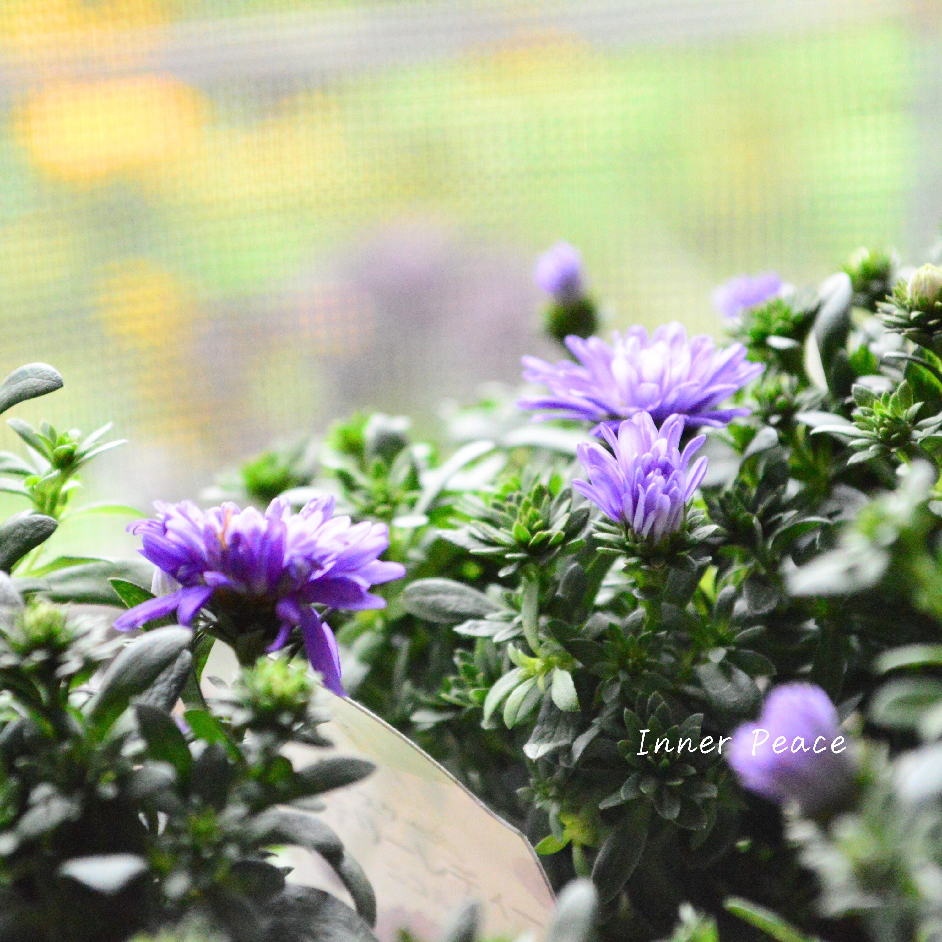 【寒さに強い】アスター 『ミステリーレディ・ニコル』 3.5寸POT