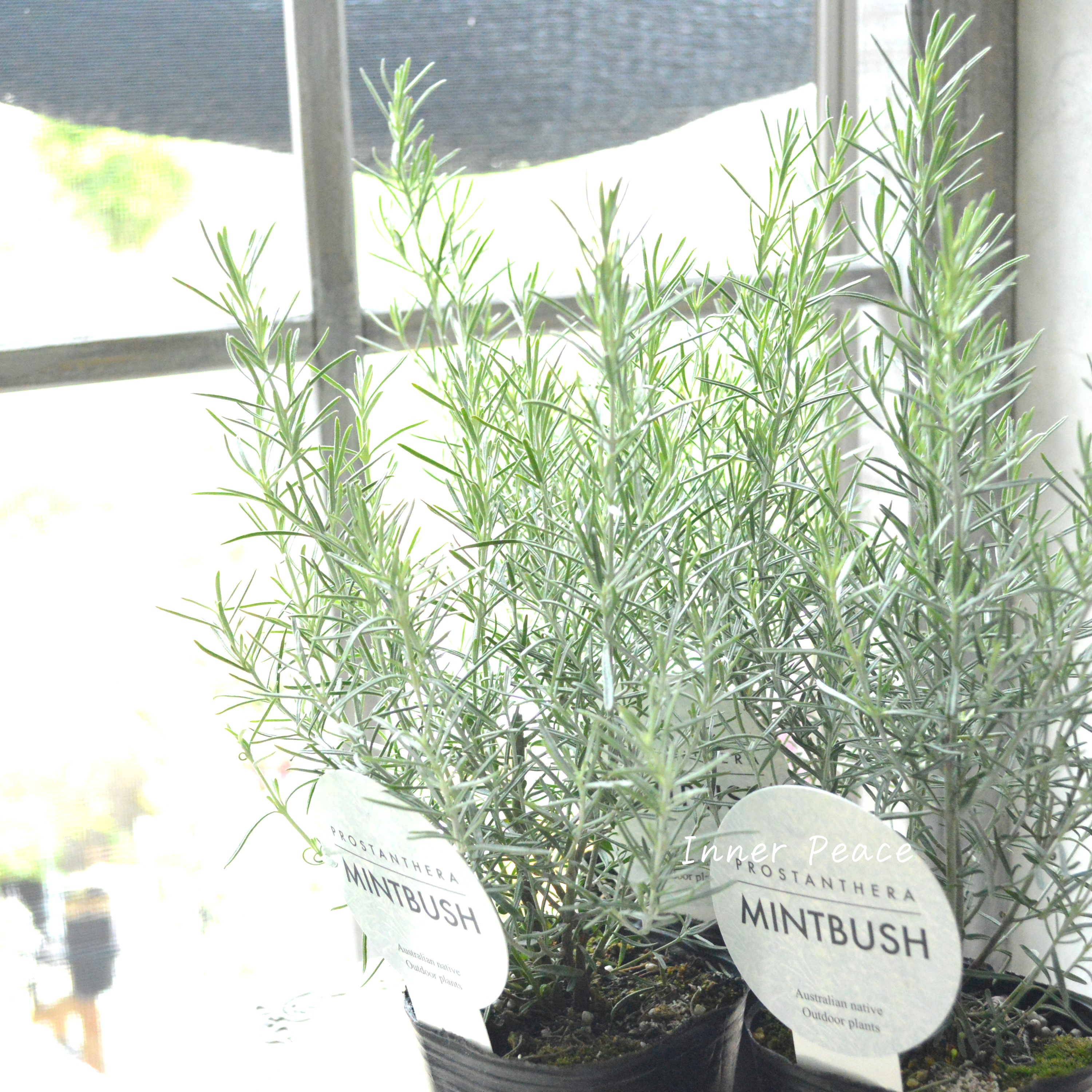 【シルバーリーフ】 ミントブッシュ 『プロスタンテラ・バクステリ』 3寸POT
