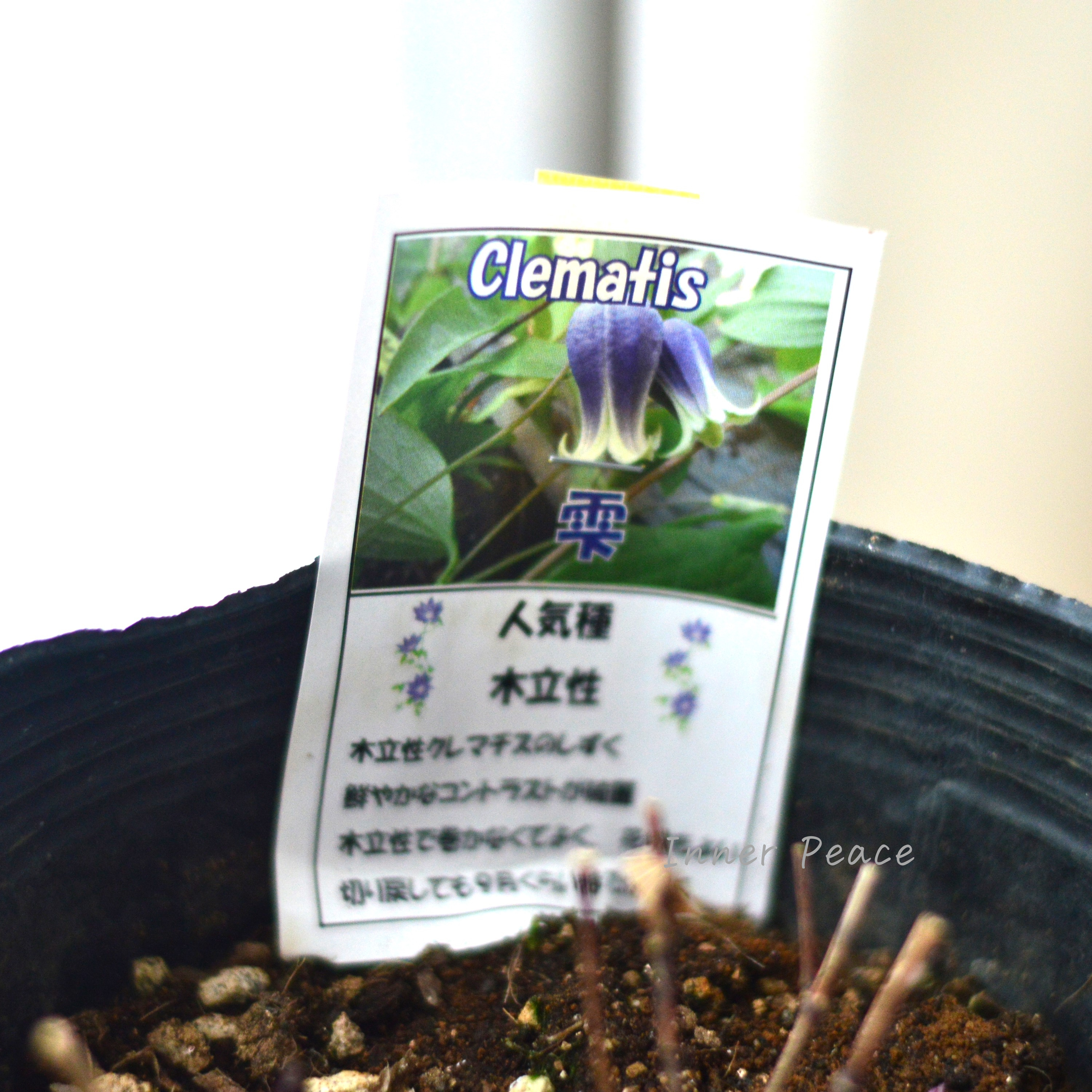 【3年生】 クレマチス ヴィオルナ系 『雫 -しずく-』 5号POT