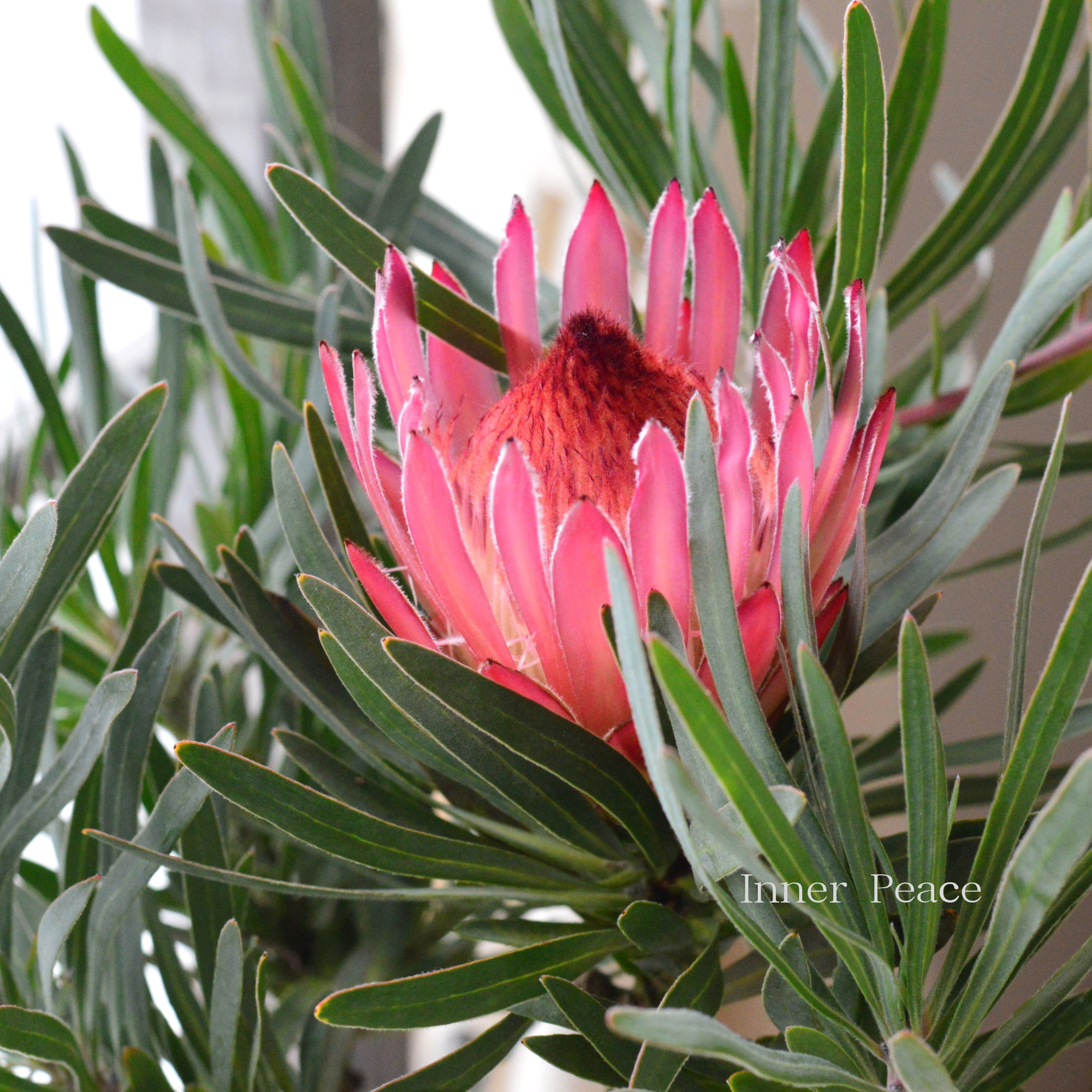 【人気】 プロテア 『ピクシー』 5号鉢