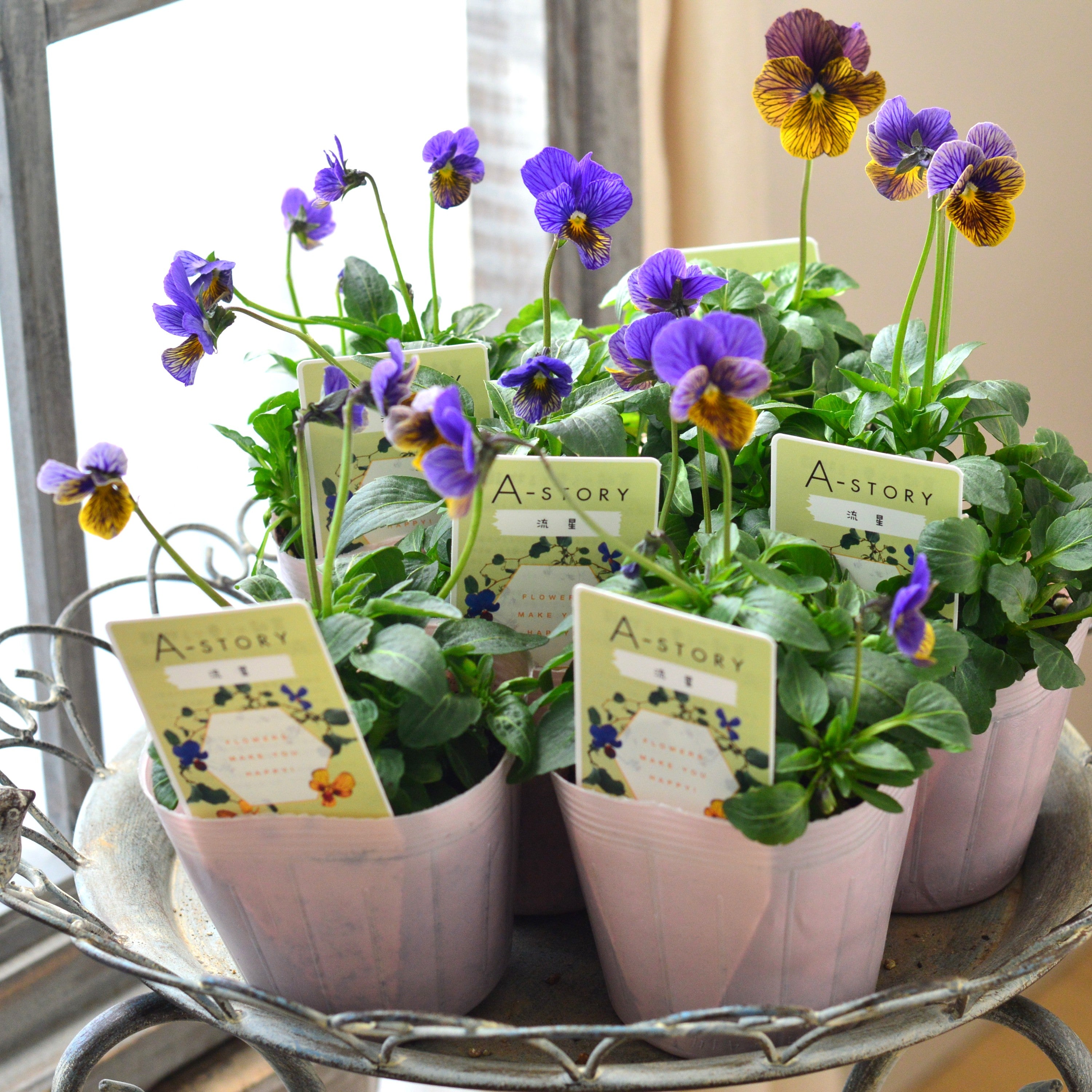 【石村あさみさん育種】 ビオラ 『A-STORY・流星 ブルー系』 3.5寸POT