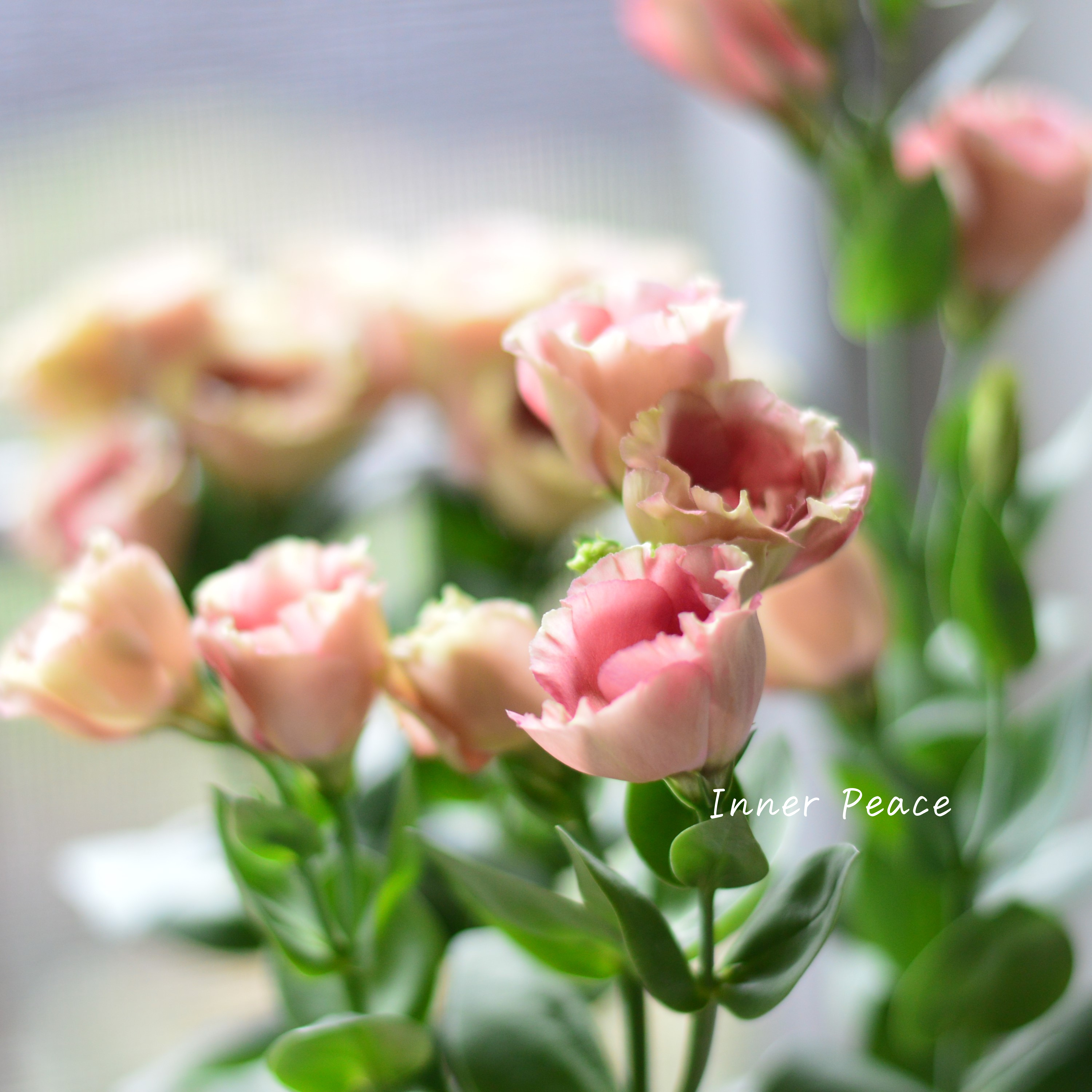 【美しい】 トルコギキョウ 『プッチーノチョコ』 2.5~3寸POT