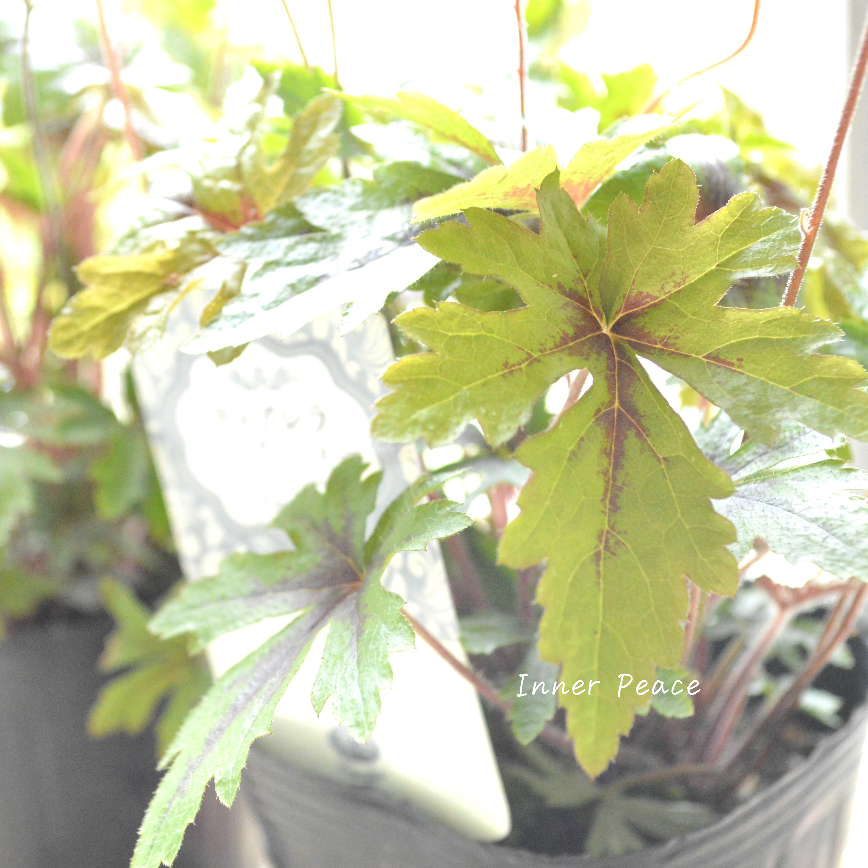 【宿根草】 ティアレラ 『スプリングシンフォニー』 2.5寸ロングPOT