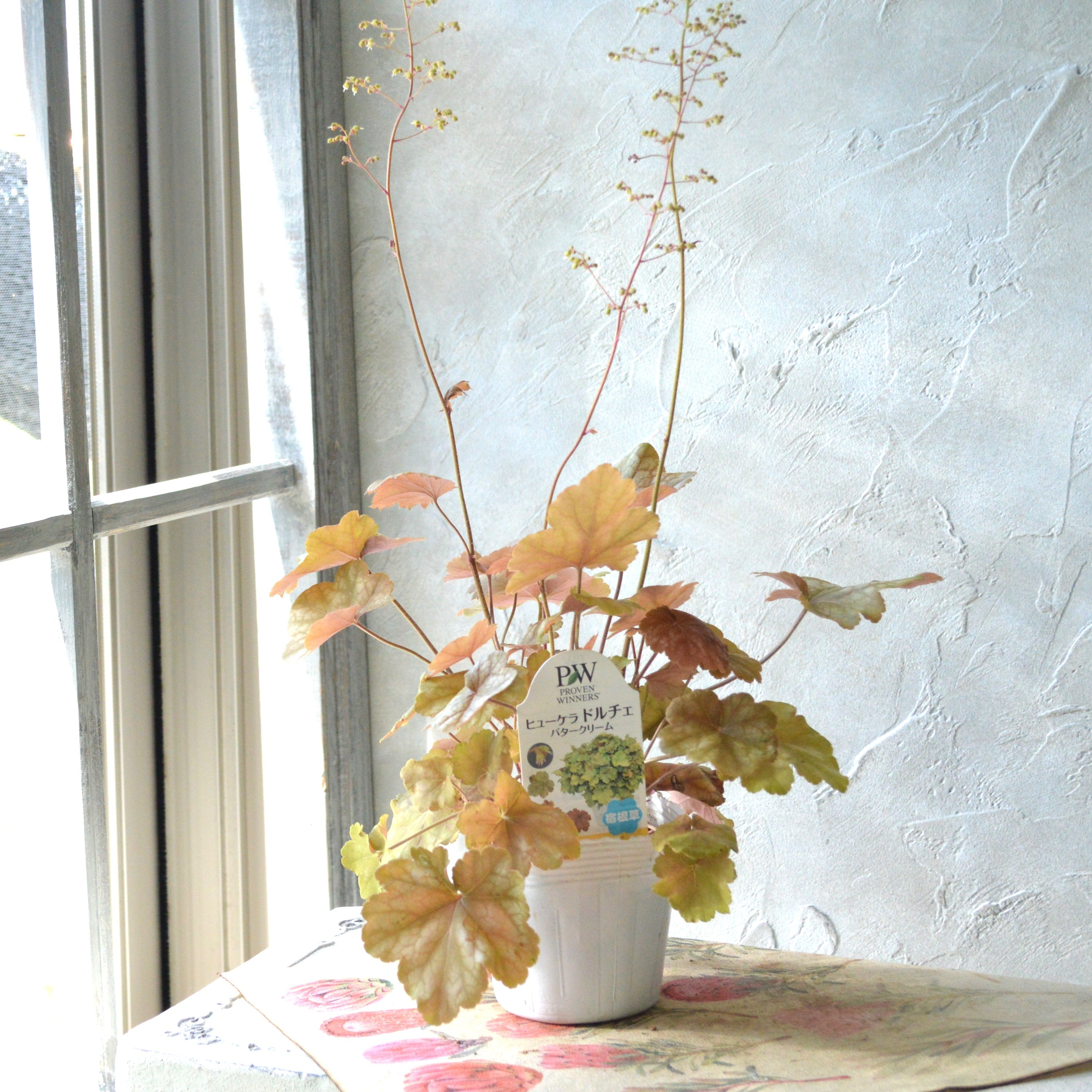 【PW】 ヒューケラ ドルチェ 『バタークリーム』 3.5寸POT