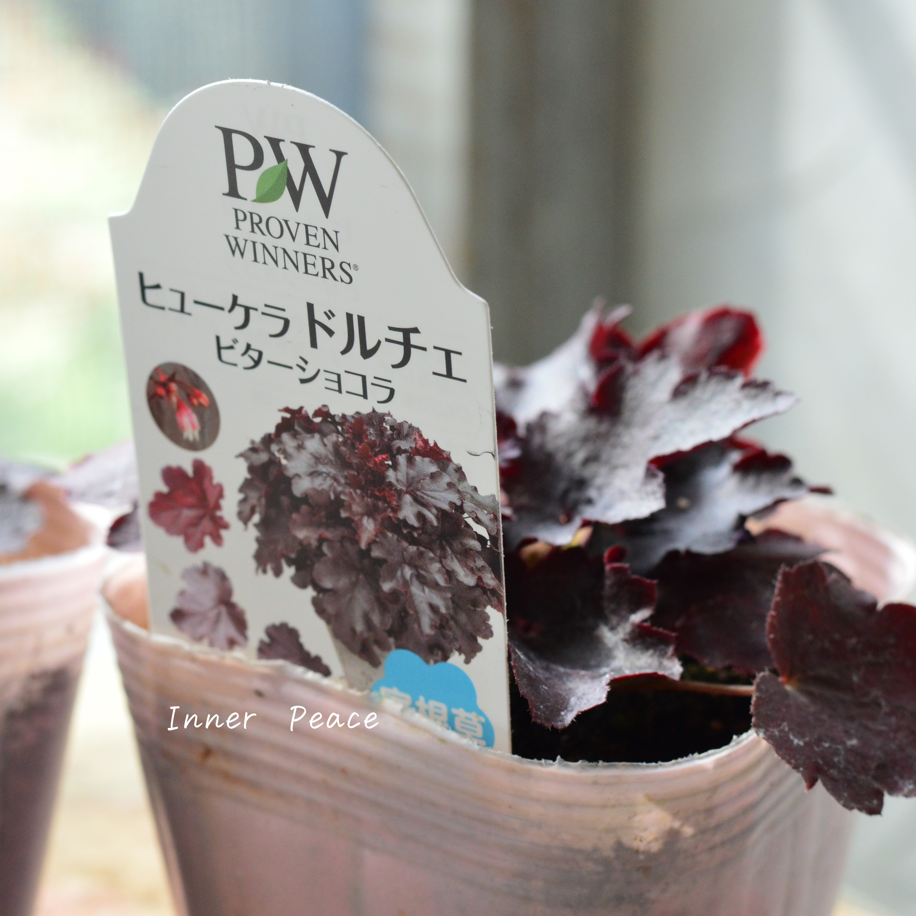 【PW】 ヒューケラ ドルチェ 『ビターショコラ』 3.5寸POT