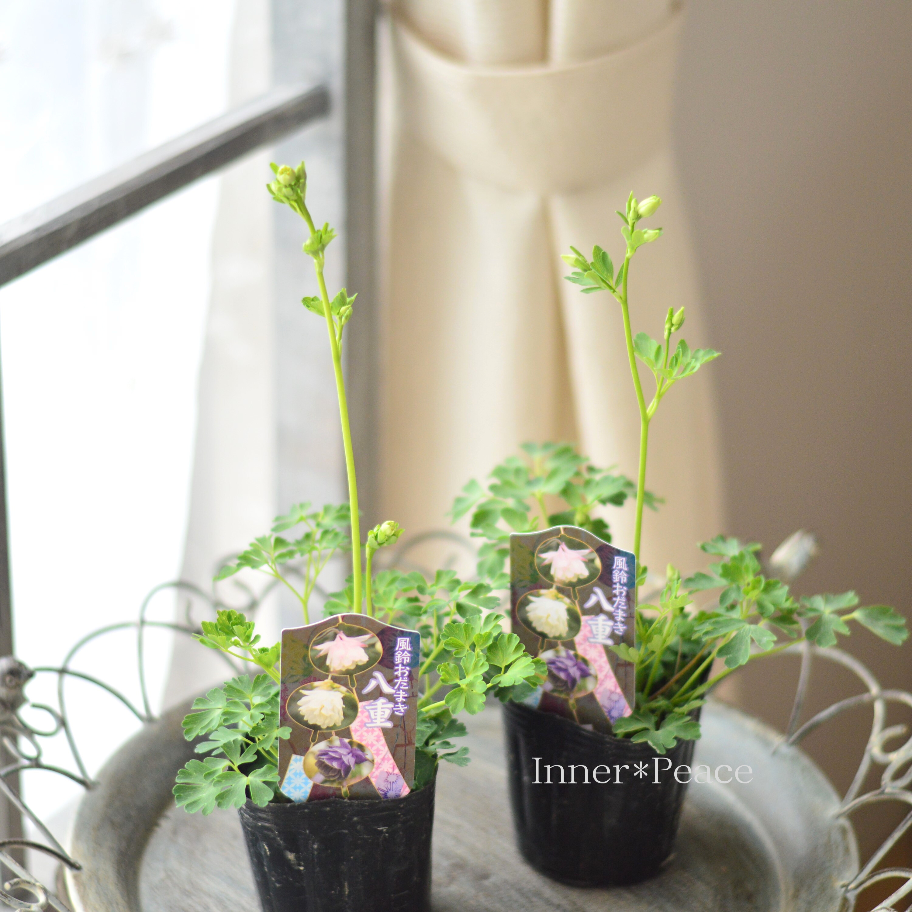 【八重咲き】 風鈴オダマキ 『ホワイト系』 3寸POT