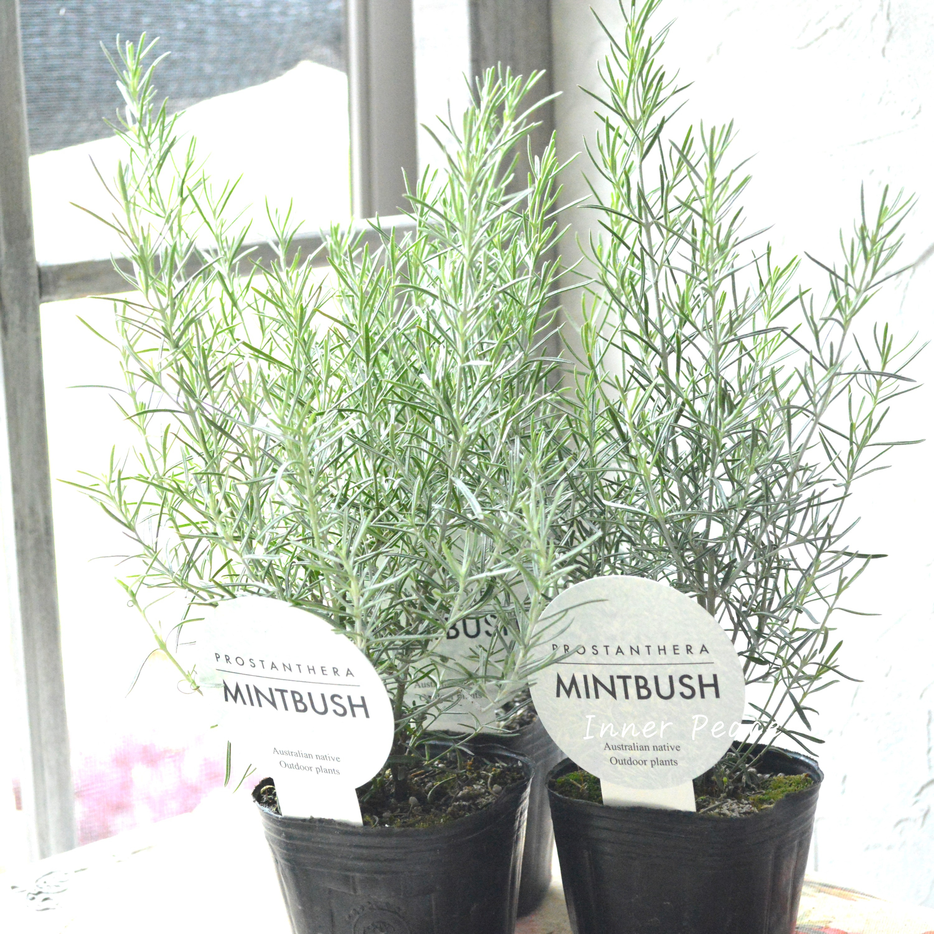 【シルバーリーフ】 ミントブッシュ 『プロスタンテラ・バクステリ』 3寸POT