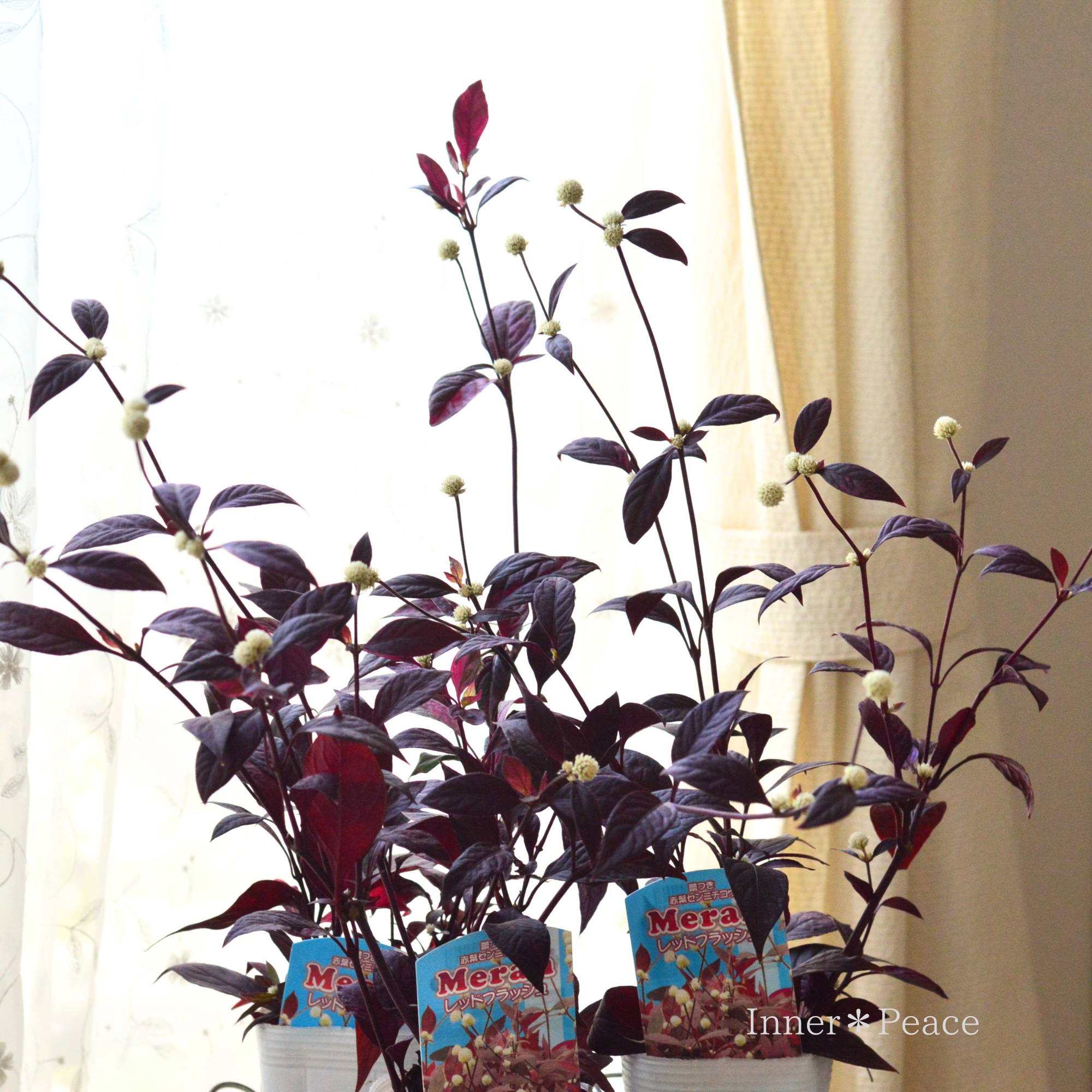 【寄せ植えに】 アカバセンニチコウ(アルテルナンテラ・レッドフラッシュ) 3寸ロングPOT