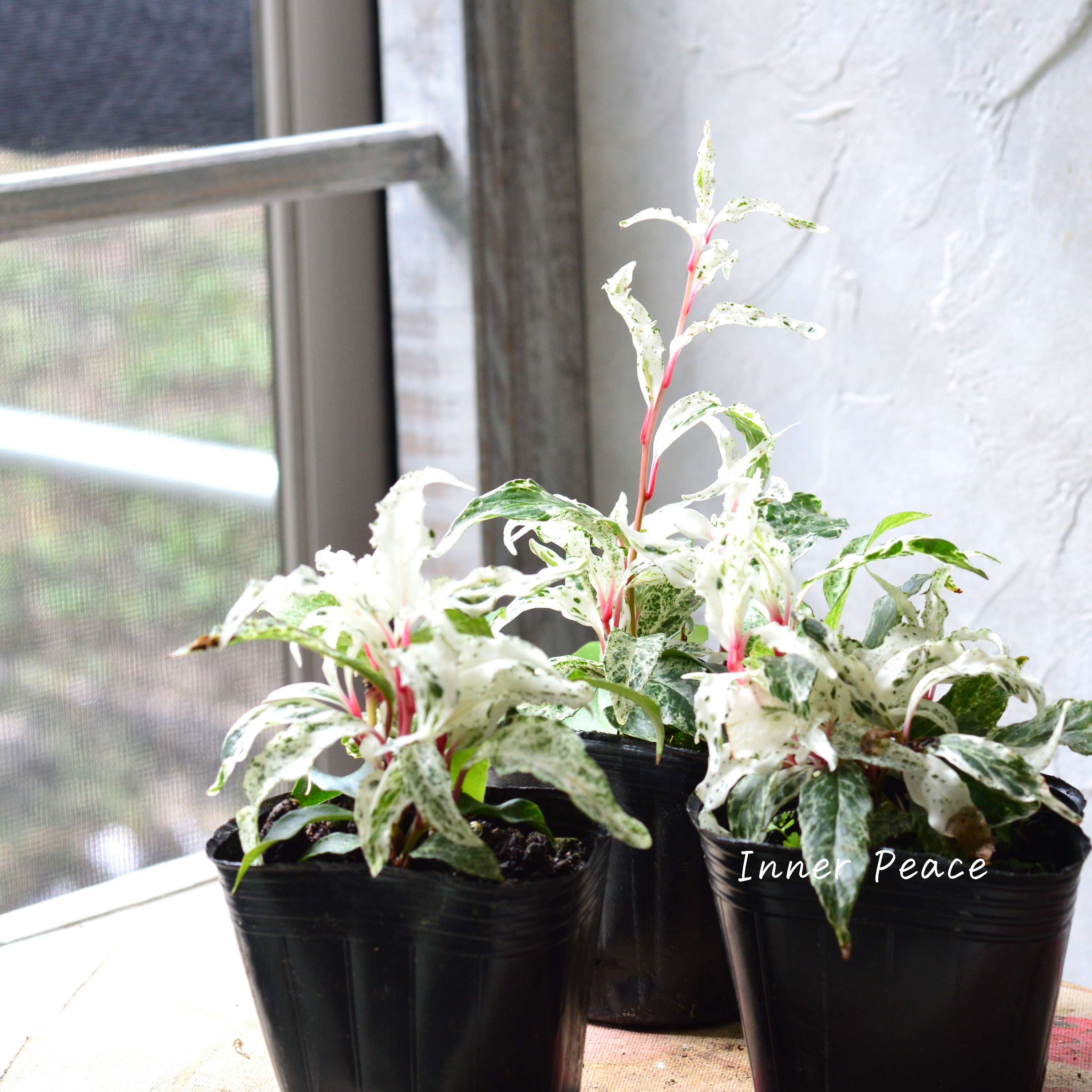 【美しい】 美男カズラ 『紅吹雪』 3寸POT