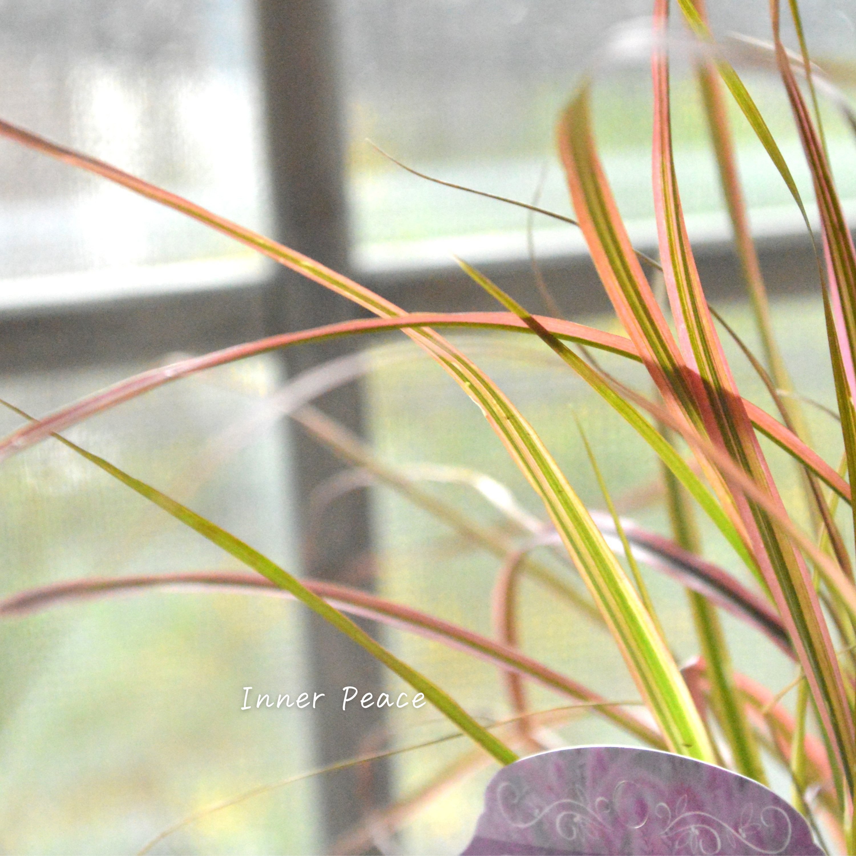 【美しい】ペニセタム 『ファイヤーワークス』 3寸ロングPOT