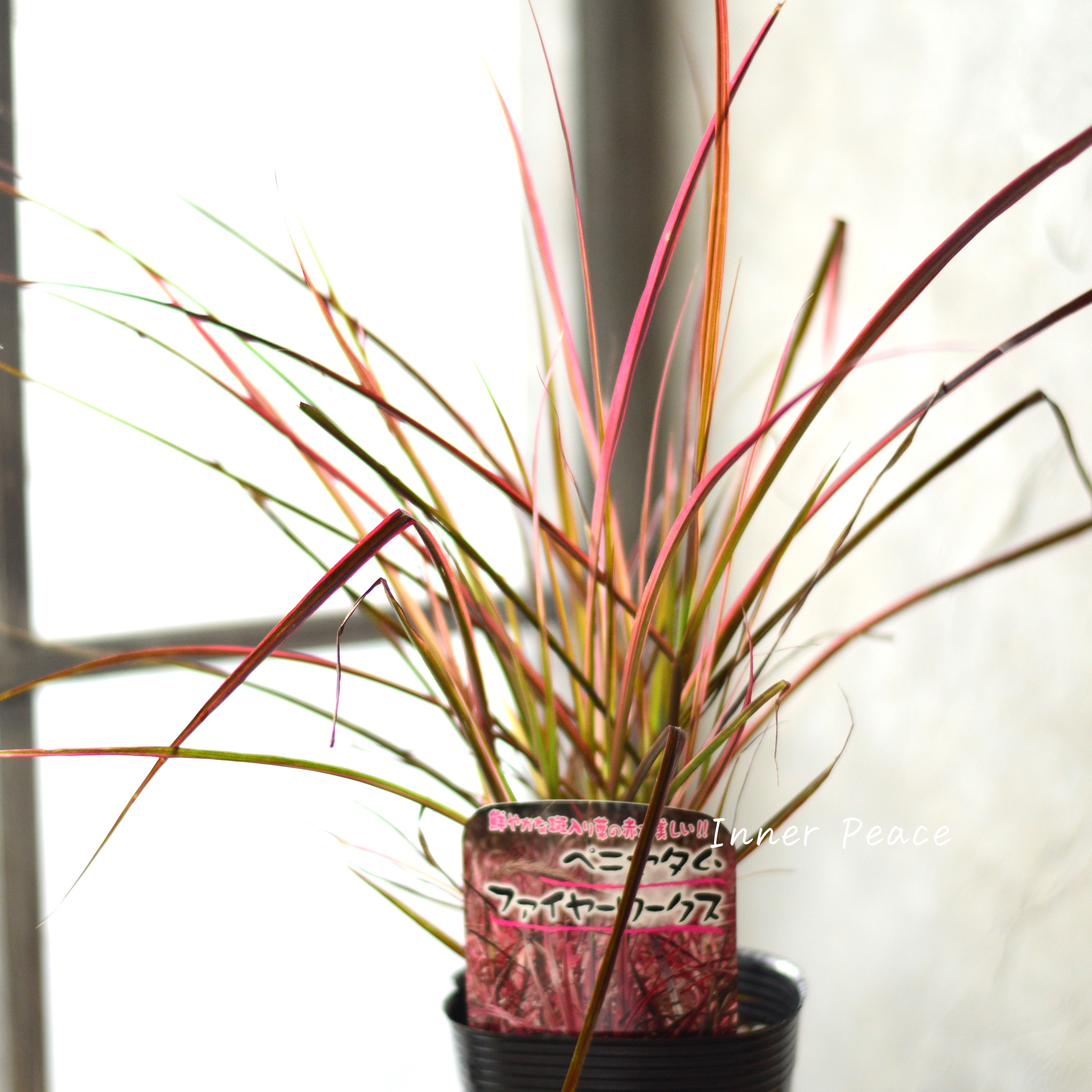 【美しい】ペニセタム 『ファイヤーワークス』 3寸ロングPOT