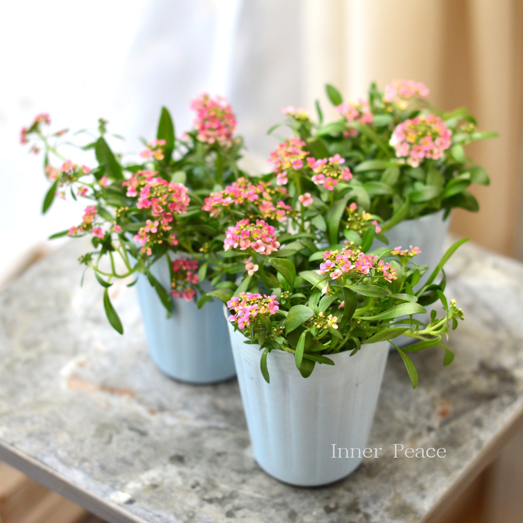 【寄せ植えに】 スイートアリッサム 『アプリコット』 2.5寸POT