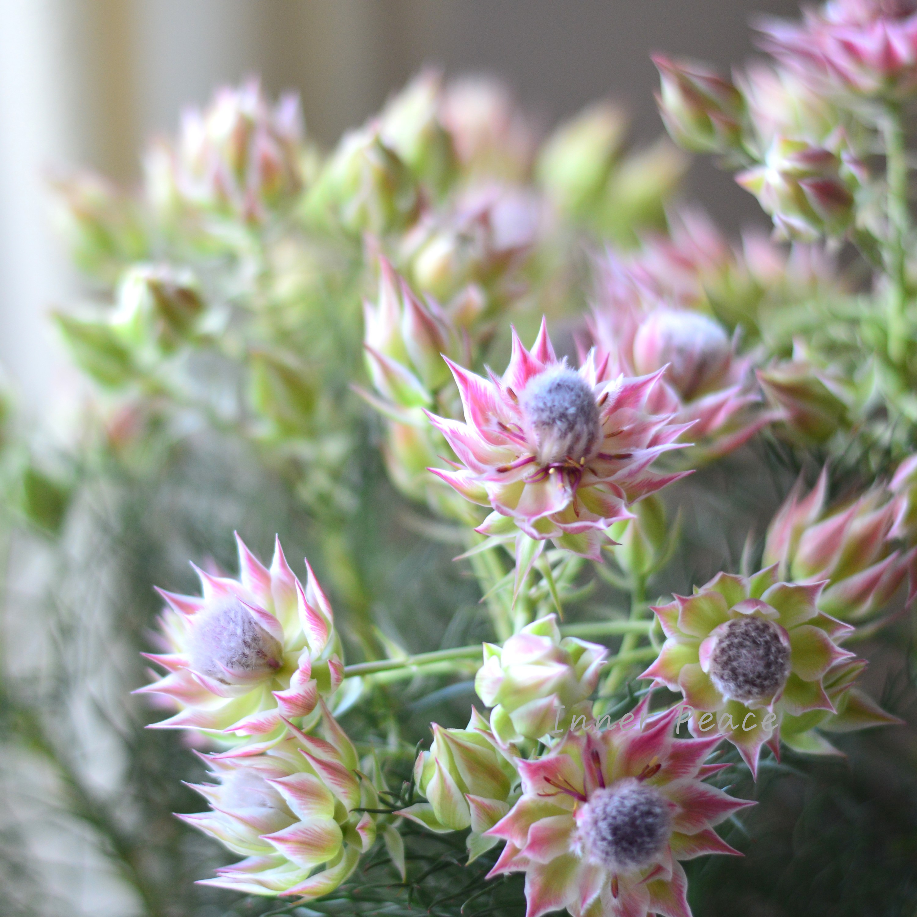 【大苗】 セルリア 『プリティーピンク』 7号スリット鉢