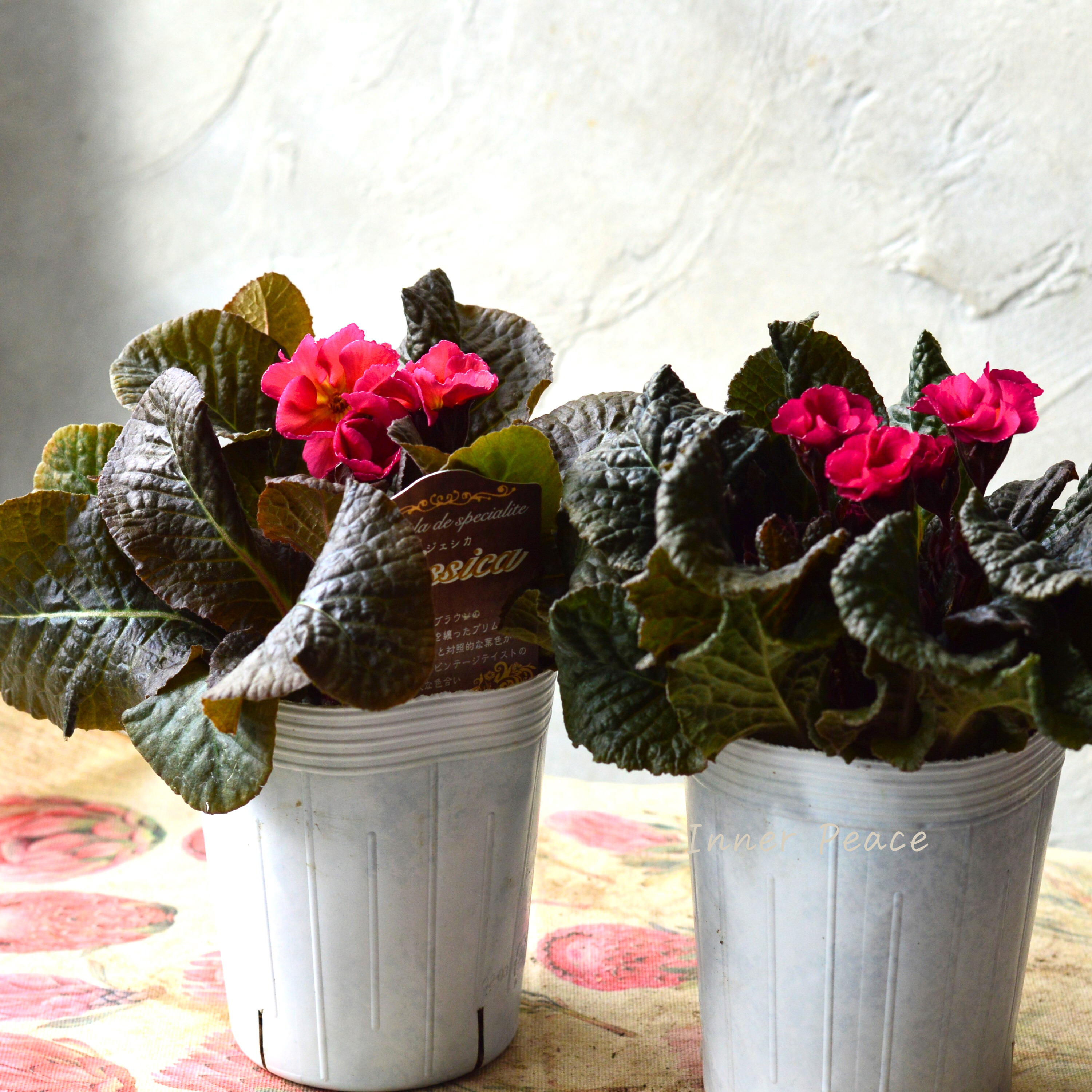 【松原園芸さん】 銅葉プリムラ 『ジェシカ・濃いピンク系』 3寸POT