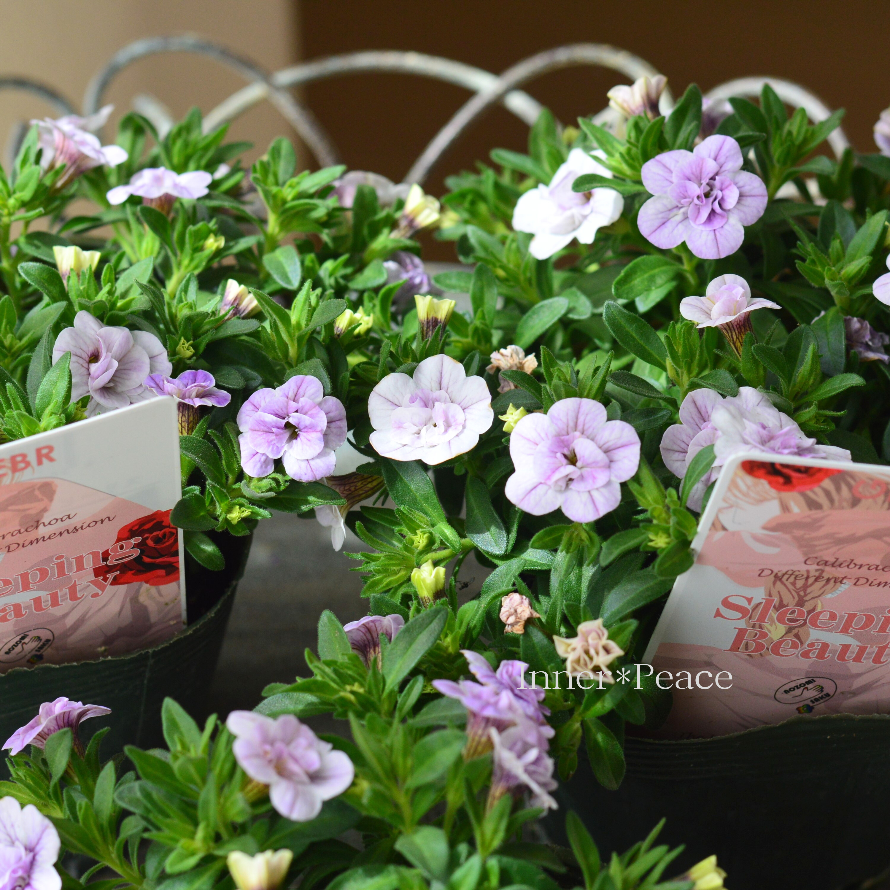 【ゲブラさん】 カリブラコア 『スリーピングビューティー』 3.5寸POT