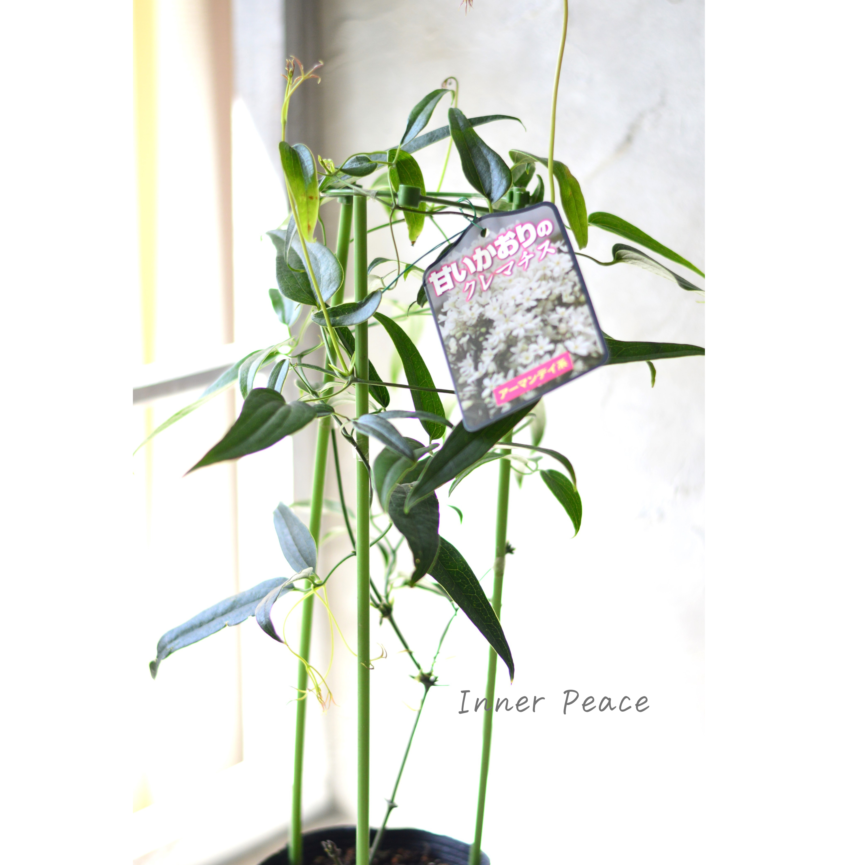 【香る】 クレマチス(アーマンディ系) 『アップルブロッサム』 4.5寸POT