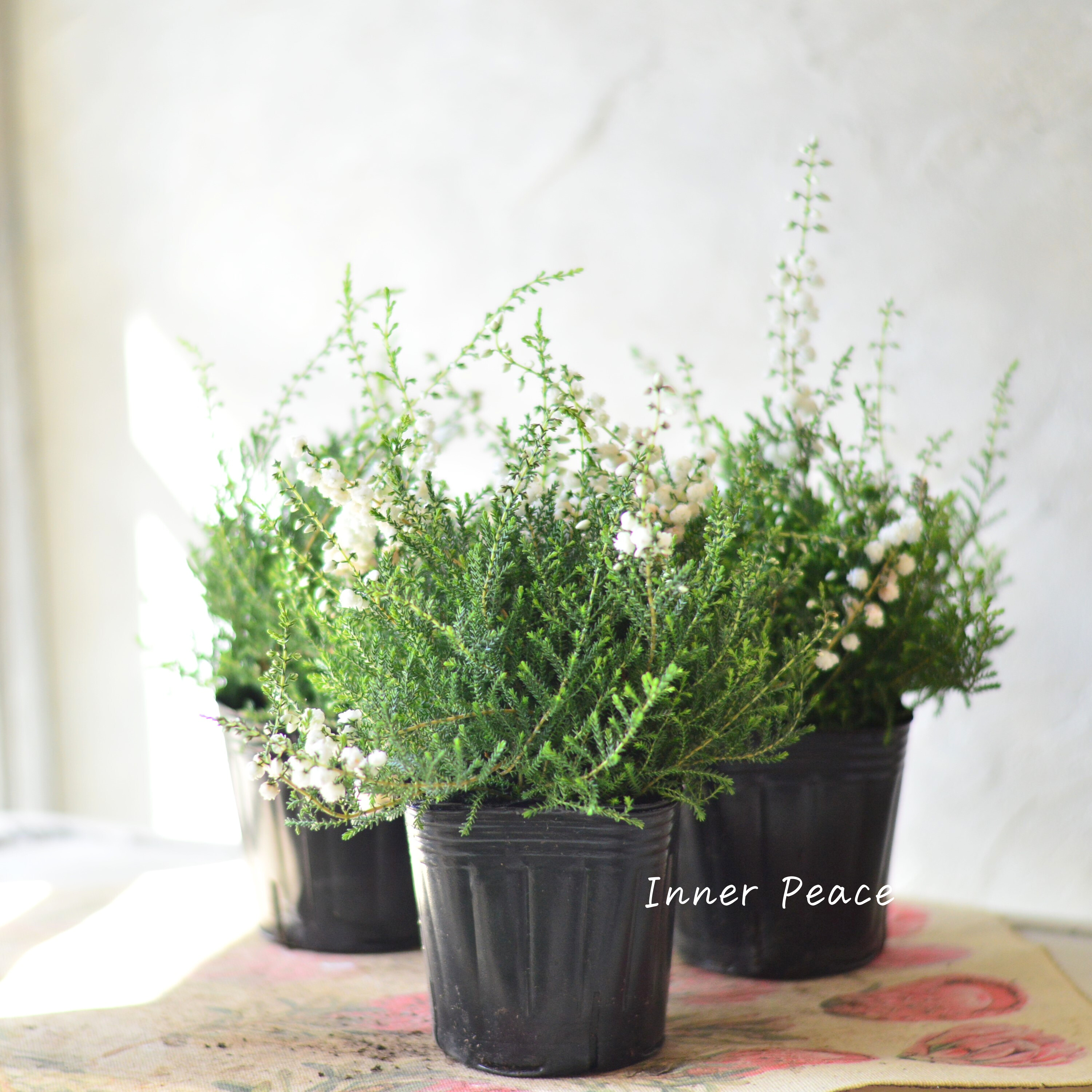 【豪華】 八重咲きカルーナ 『ホワイト』 3寸POT