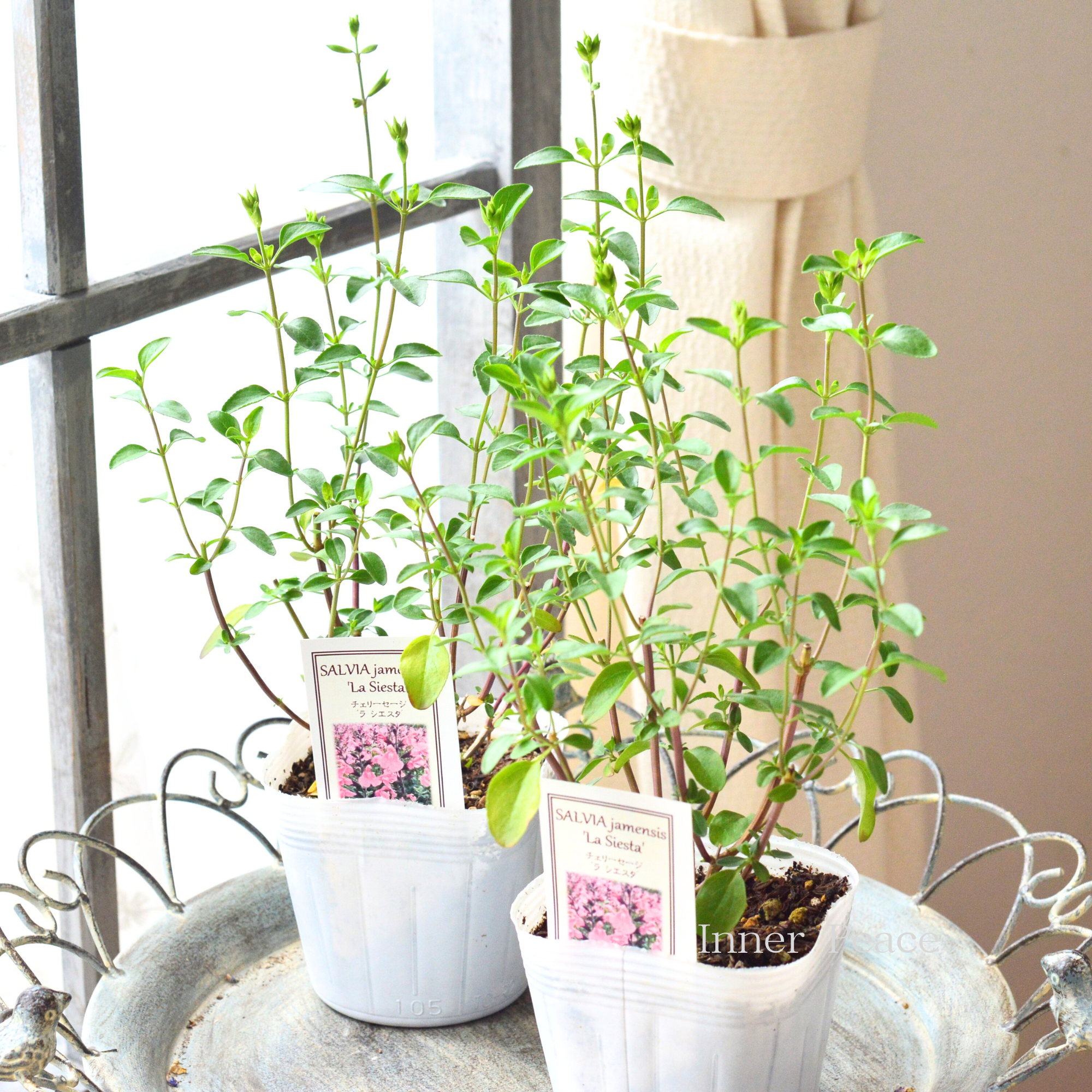【宿根】 サルビア(チェリーセージ) 『ラ・シエスタ』 3.5寸POT
