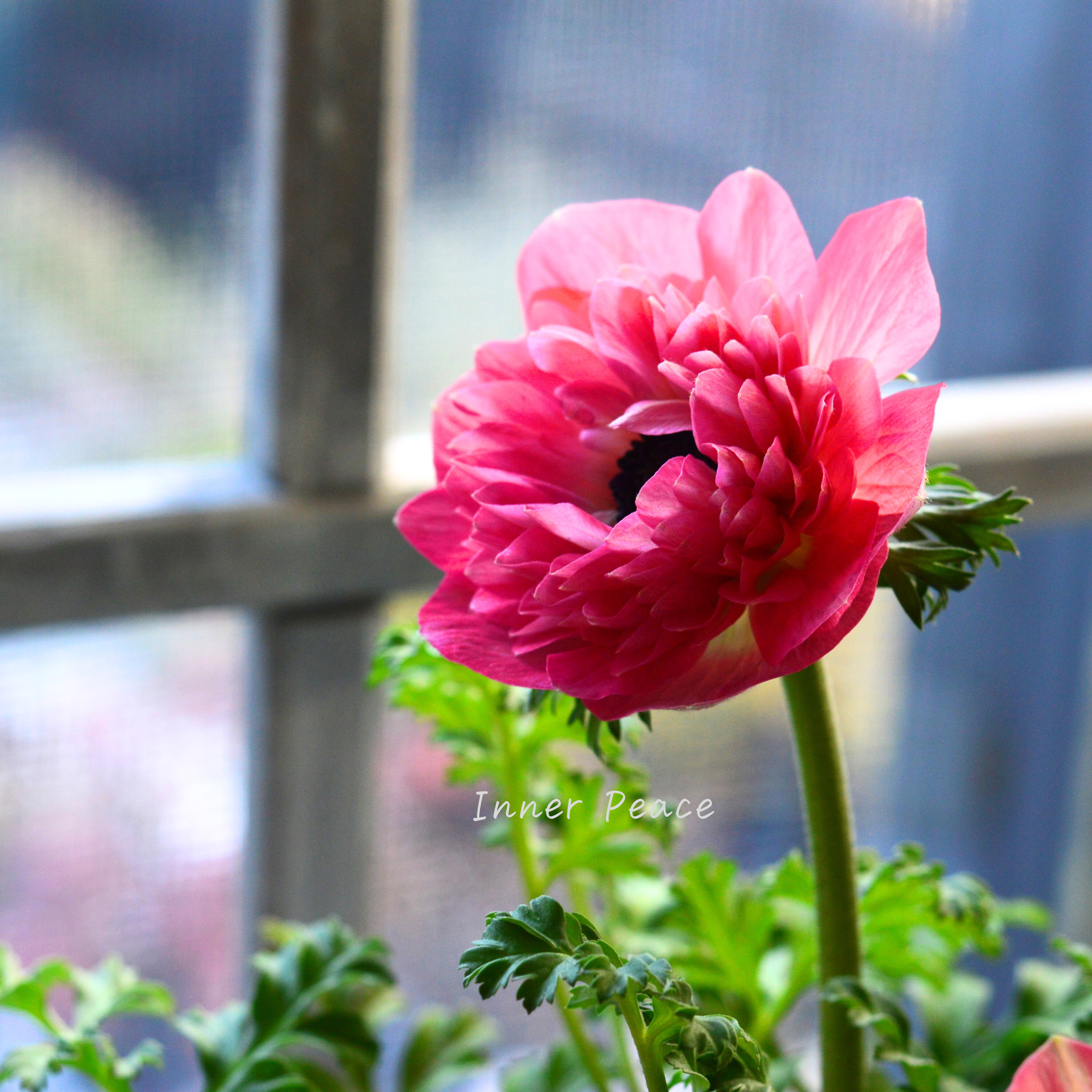 【八重咲き】 アネモネ 『ポルト・ダブル ピンク』 3~3.5寸POT