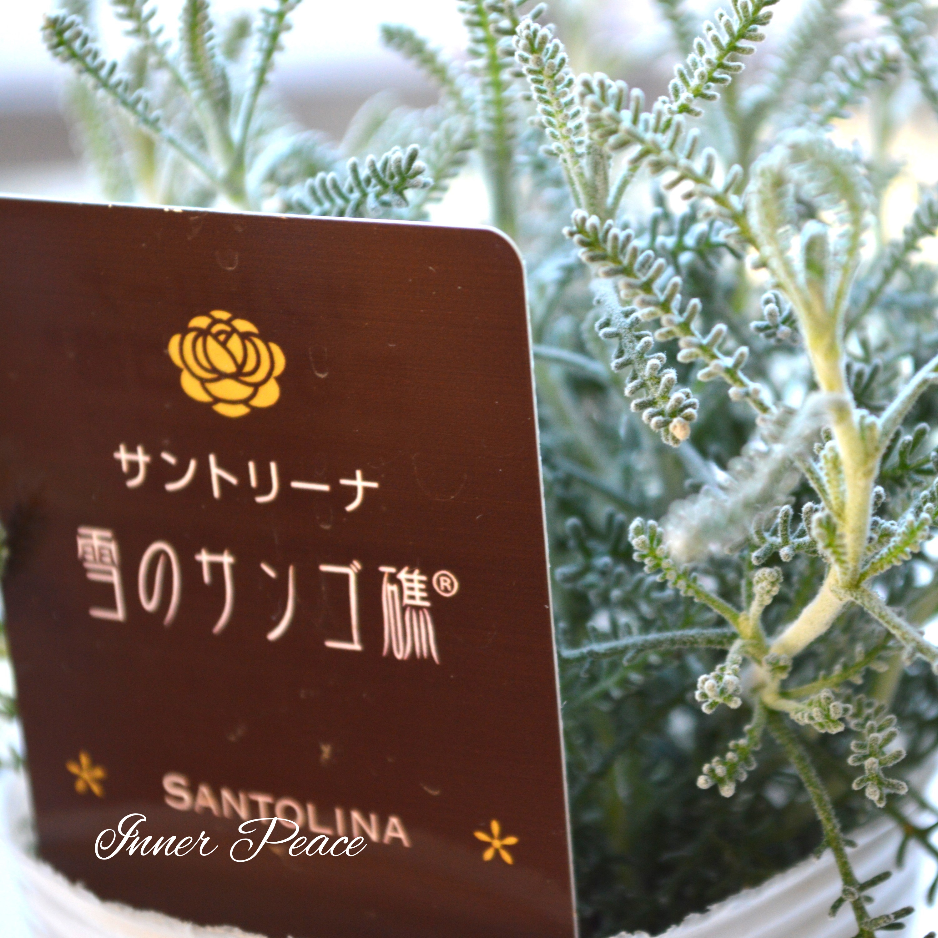 【冬の定番】 サントリーナ 『雪のサンゴ礁』 2.5寸ロングPOT