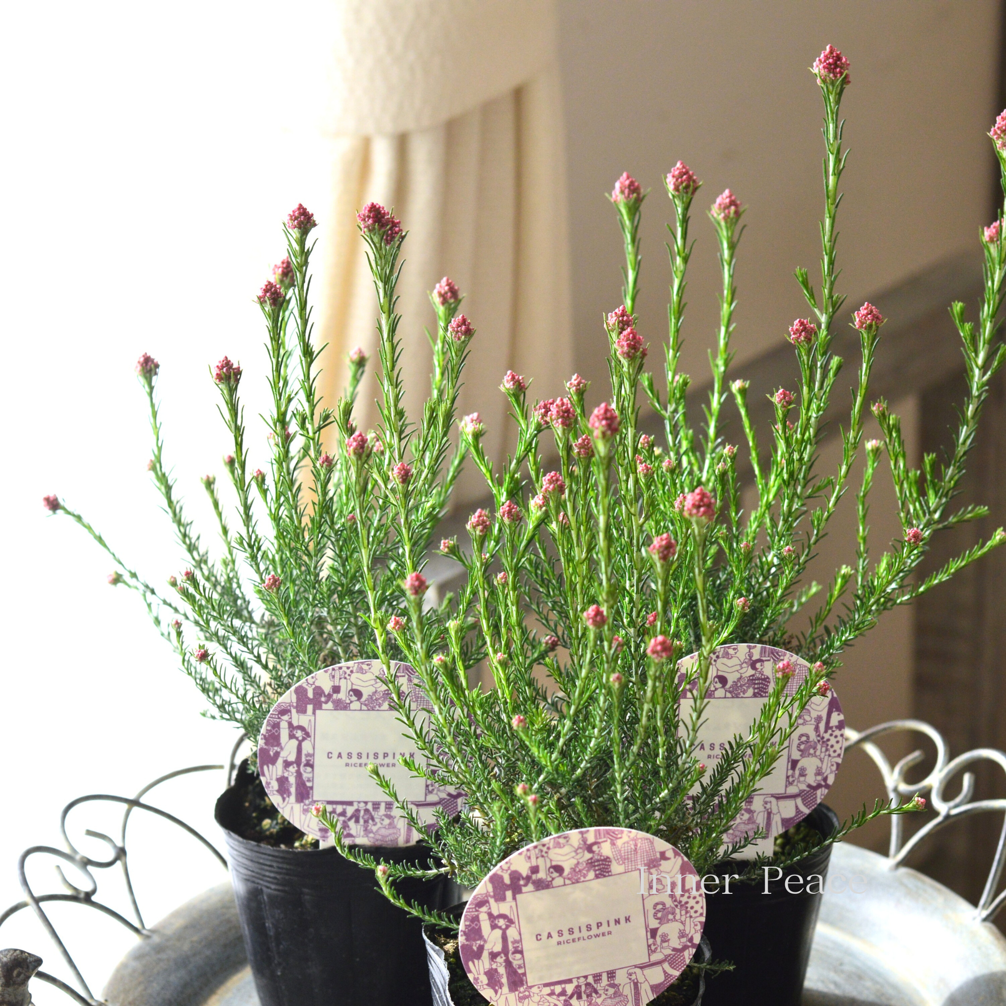 【人気】 ライスフラワー 『カシスピンク』 3寸ロングPOT