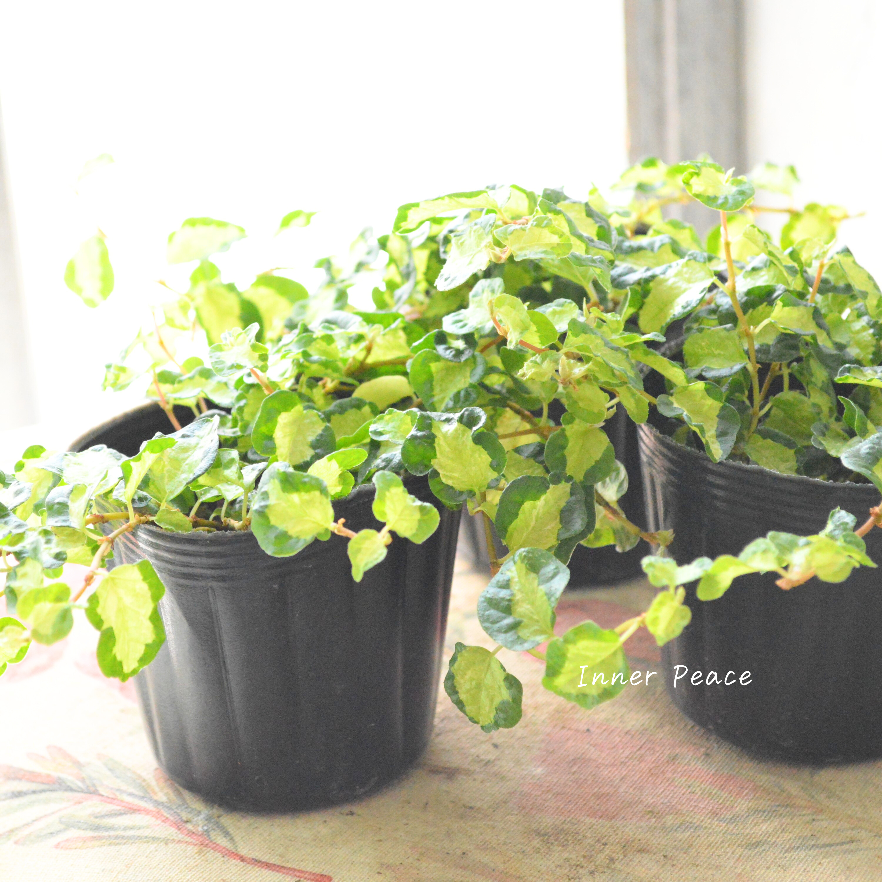 【斑入り】 フィカス プミラ 『月夜の光』 3寸POT