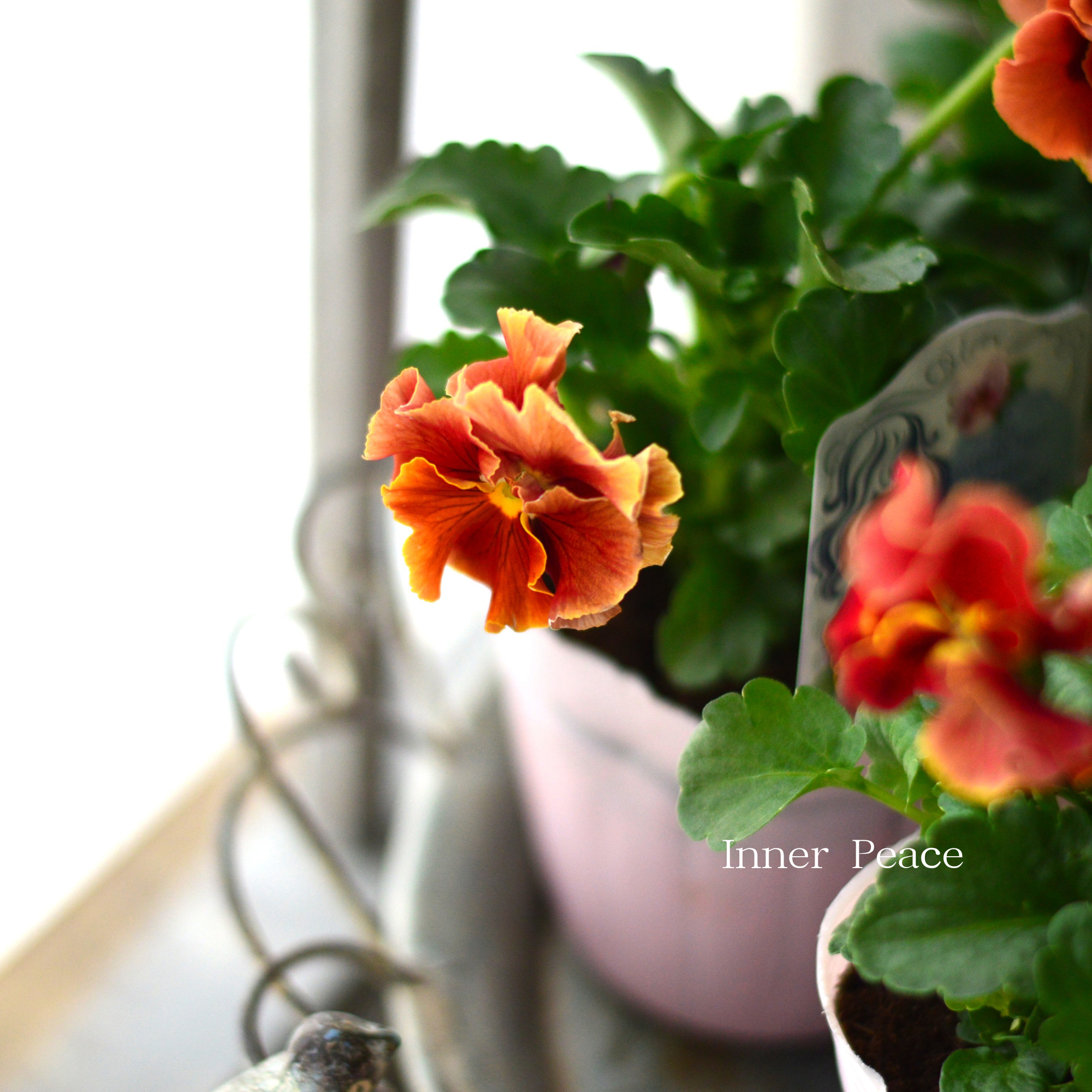 【うえたさん育種】 パンジー 『マリーリーン・A』 3.5寸POT