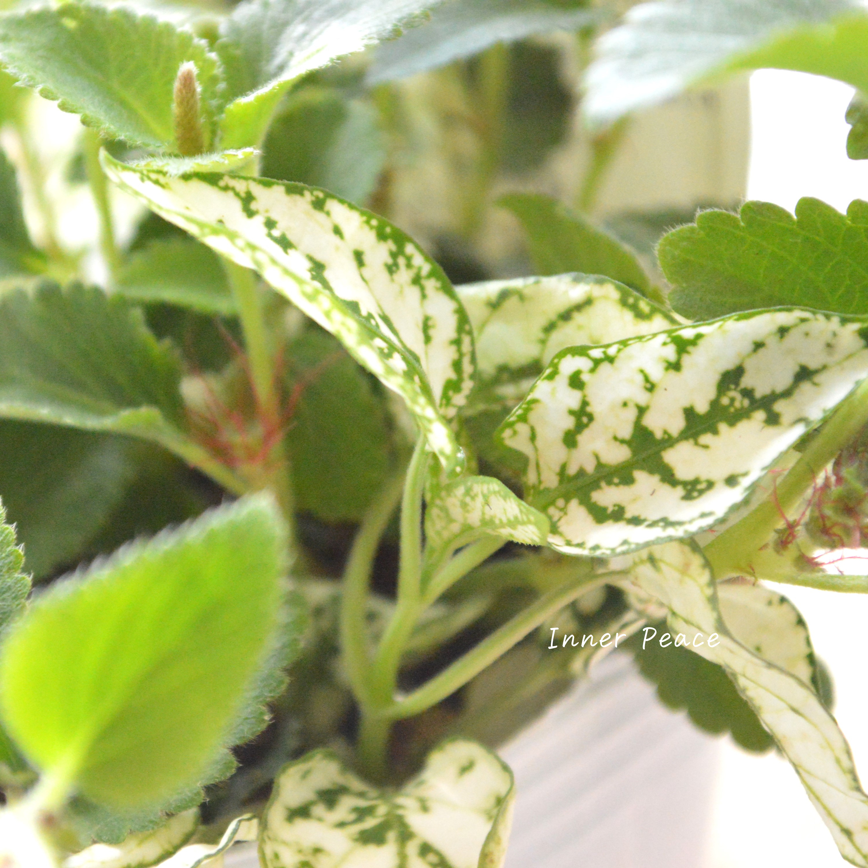 【寄せ植えに】 ヒポキャット(ヒポエステス白+キャッツテール) 2.5寸ロングPOT