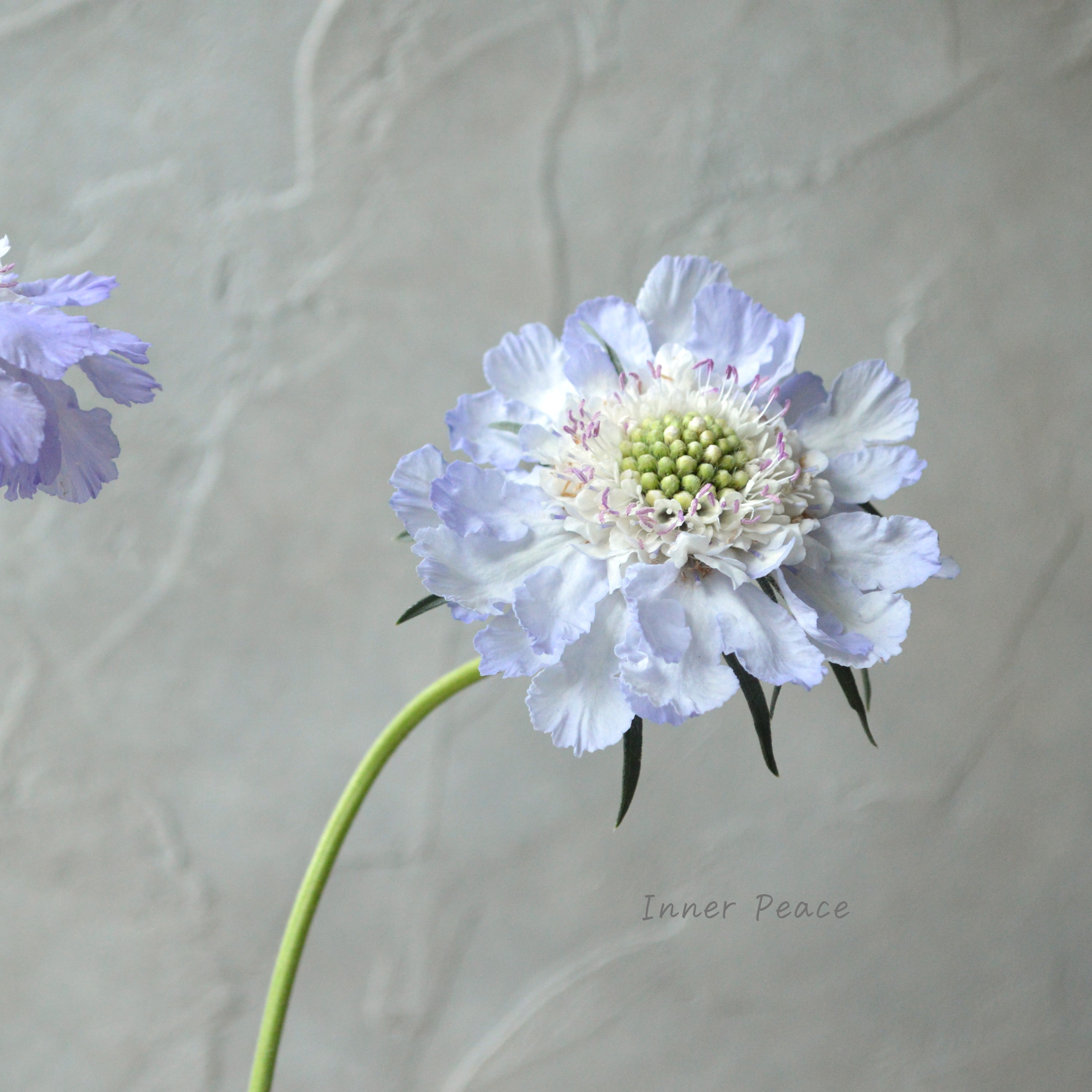 【大輪】 スカビオサ 『パーフェクタ・ブルー系』 3.5寸POT