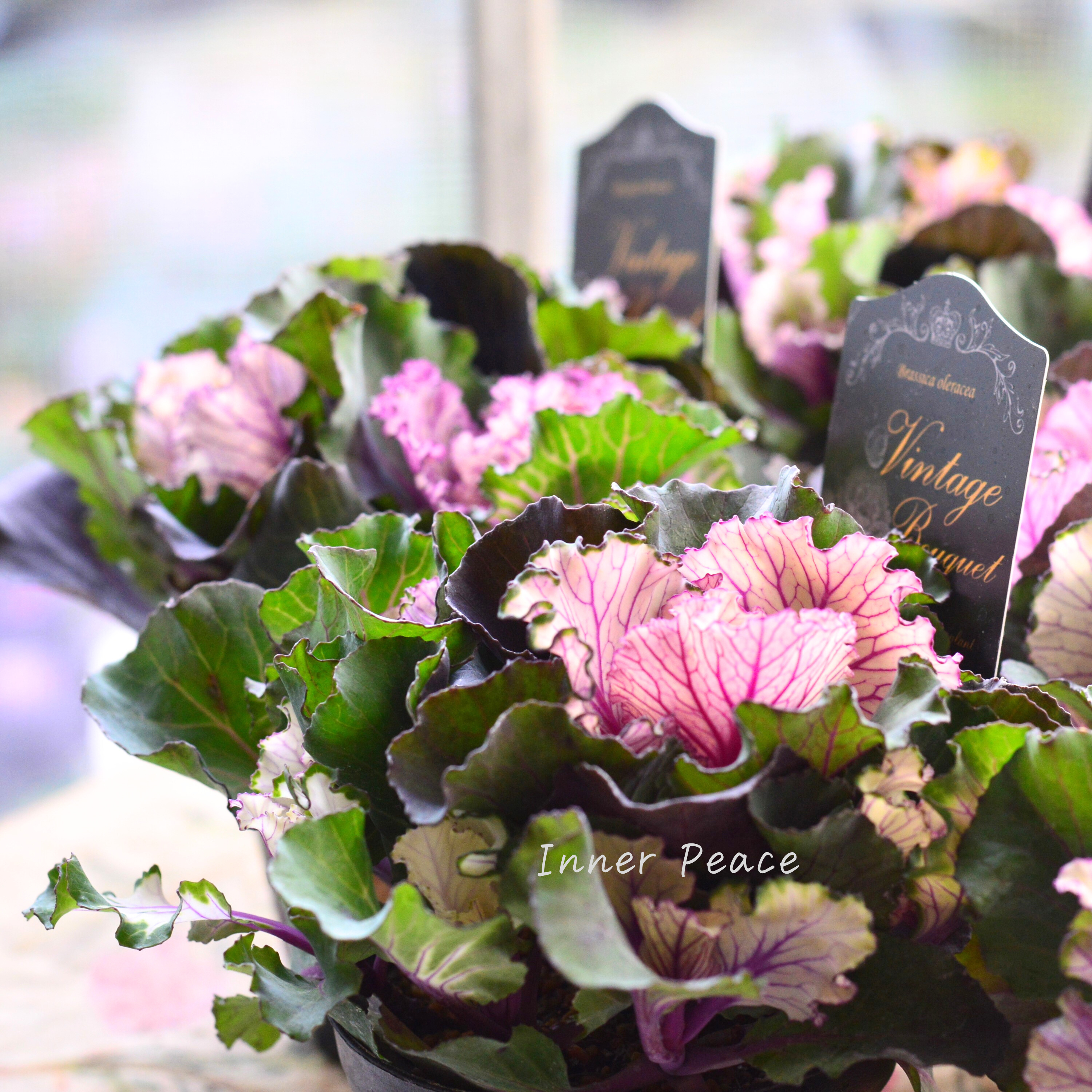 【kーplantsさん】 葉牡丹 『ヴィンテージブーケ・フリル』 2.5寸硬質POT