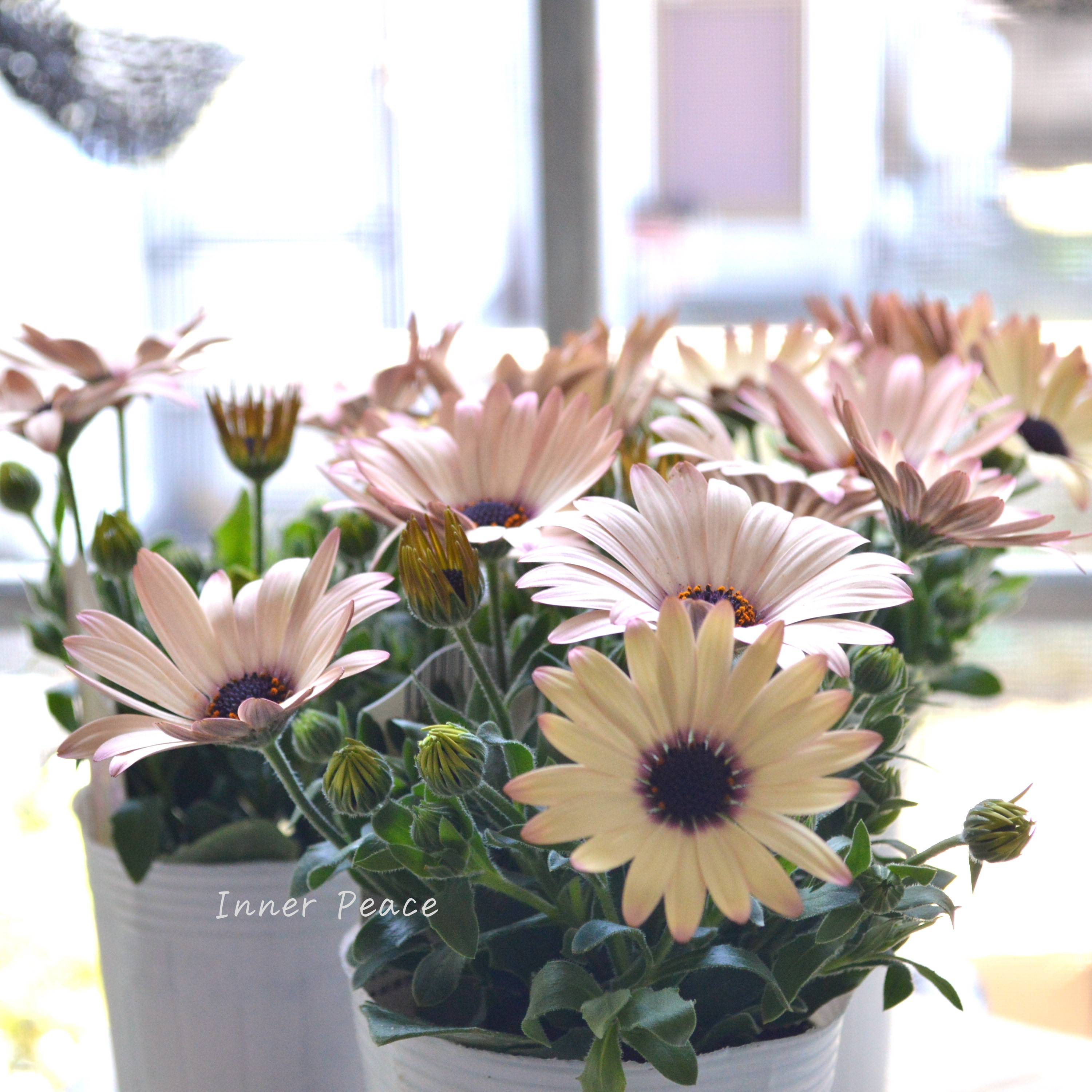 【松原園芸さん】 オステオスペルマム 『パティエ・ベリーズパフェ』 3寸ロングPOT