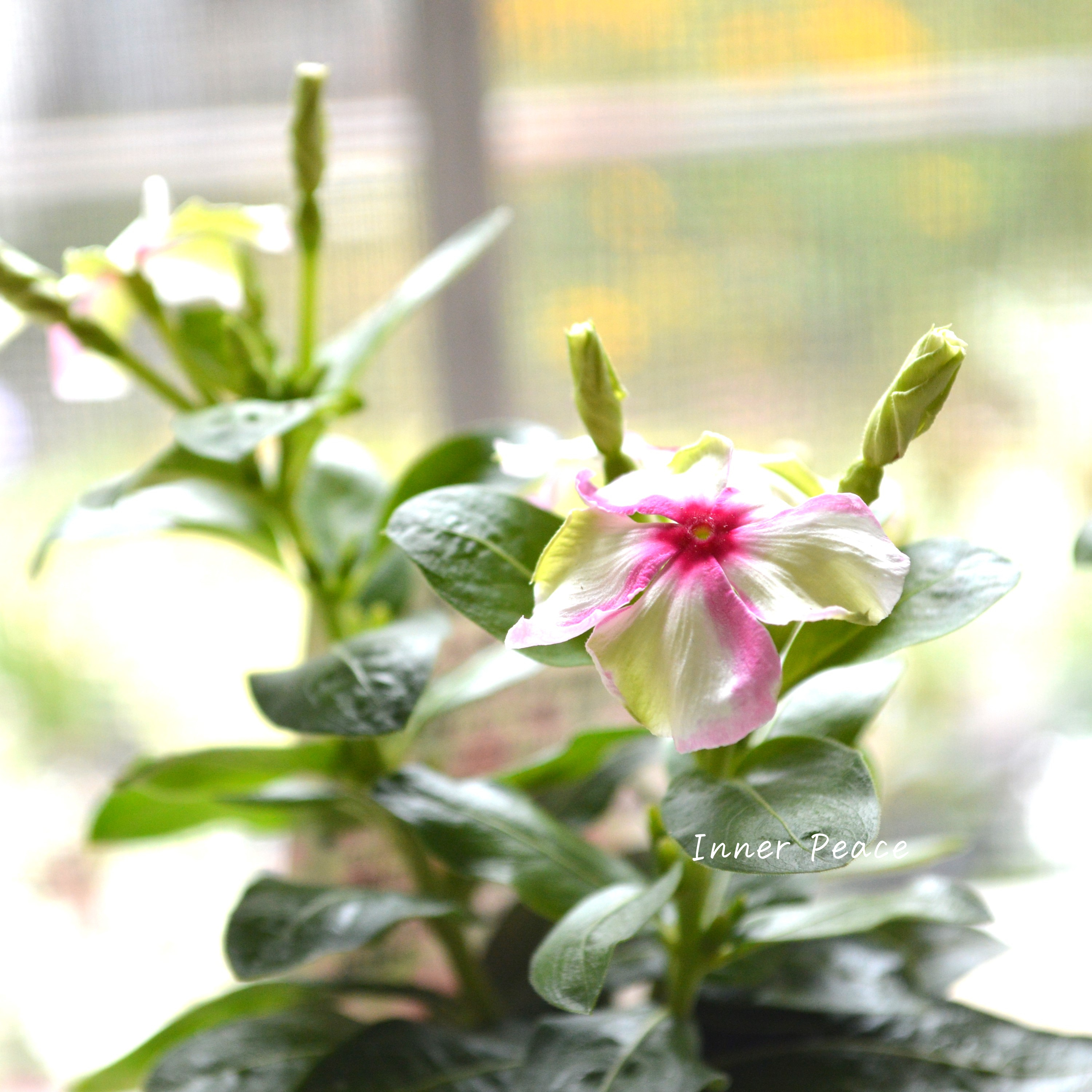 【北島園芸さん】 ニチニチソウ 『シャガールミント』 3.5寸POT