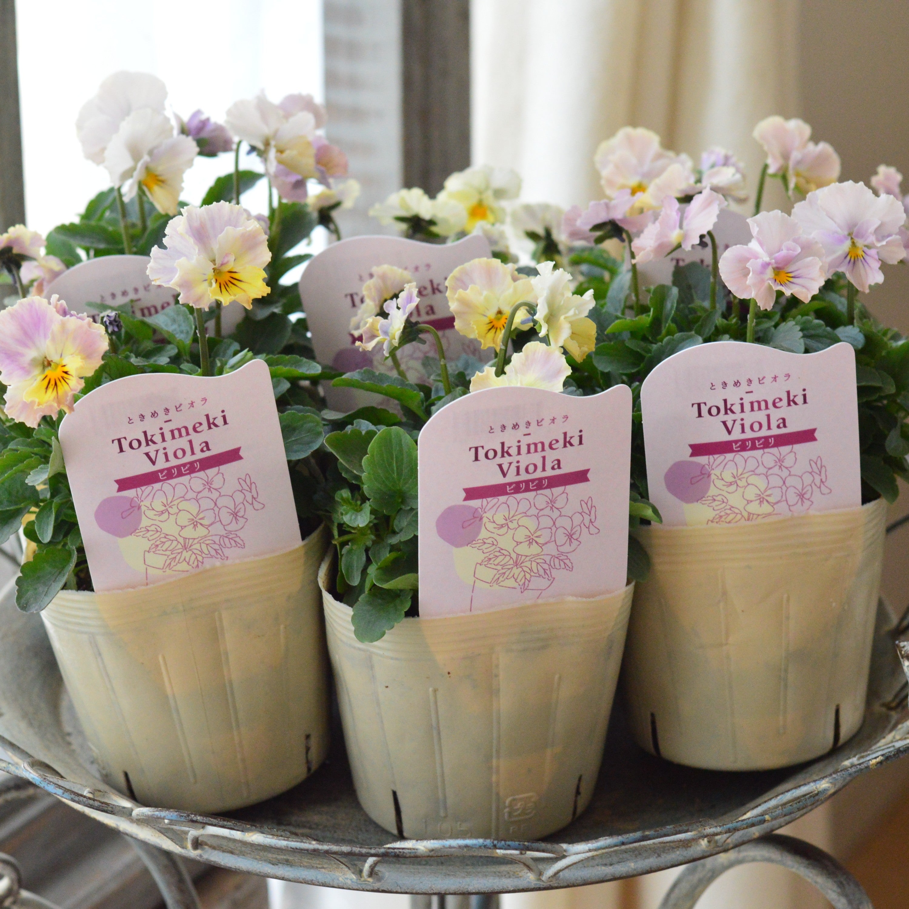 【奥田園芸さん】 ときめきビオラ 『ビリビリ』 3.5寸POT