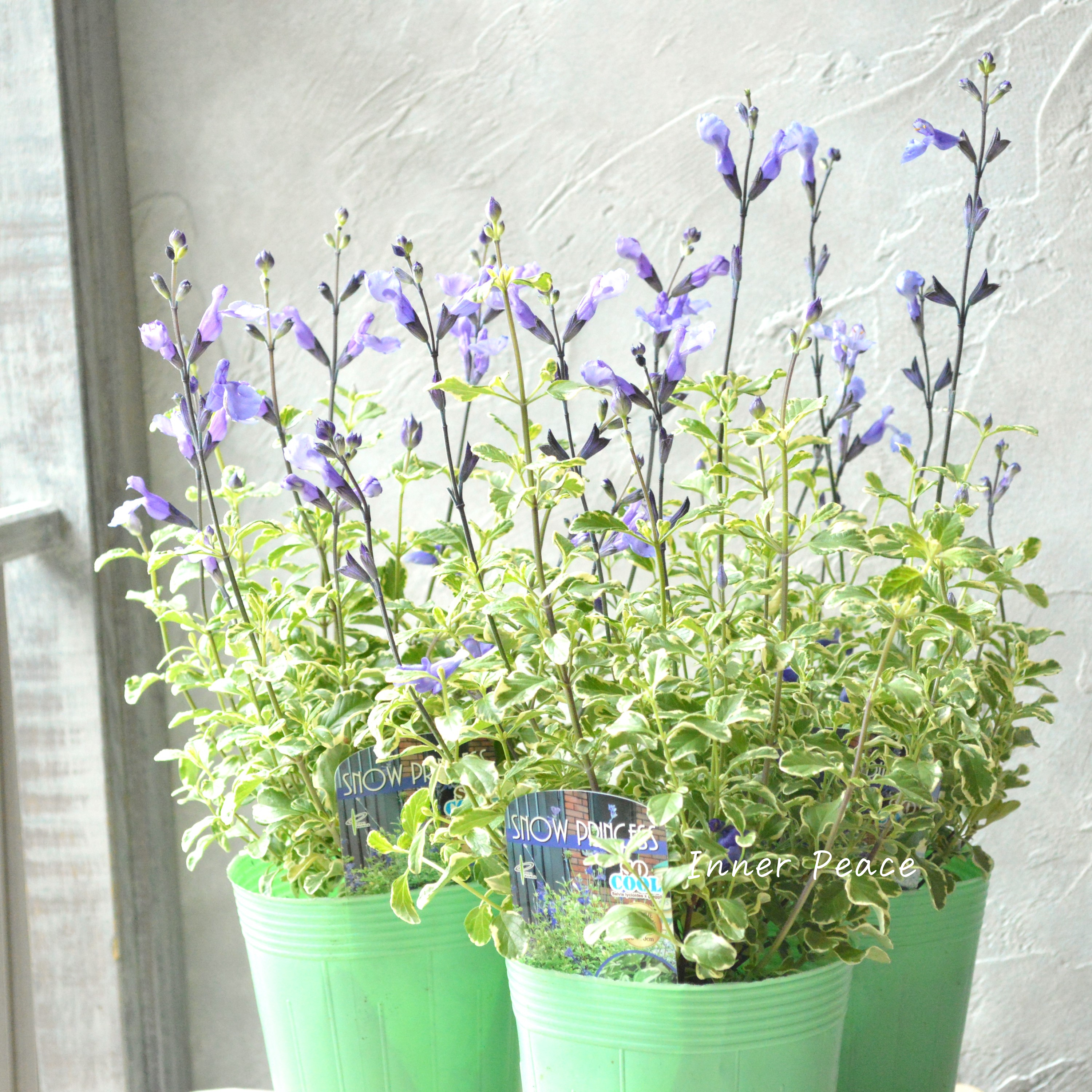 【斑入り】 サルビア 『ソークール・スノープリンセス』 3.5寸ロングPOT