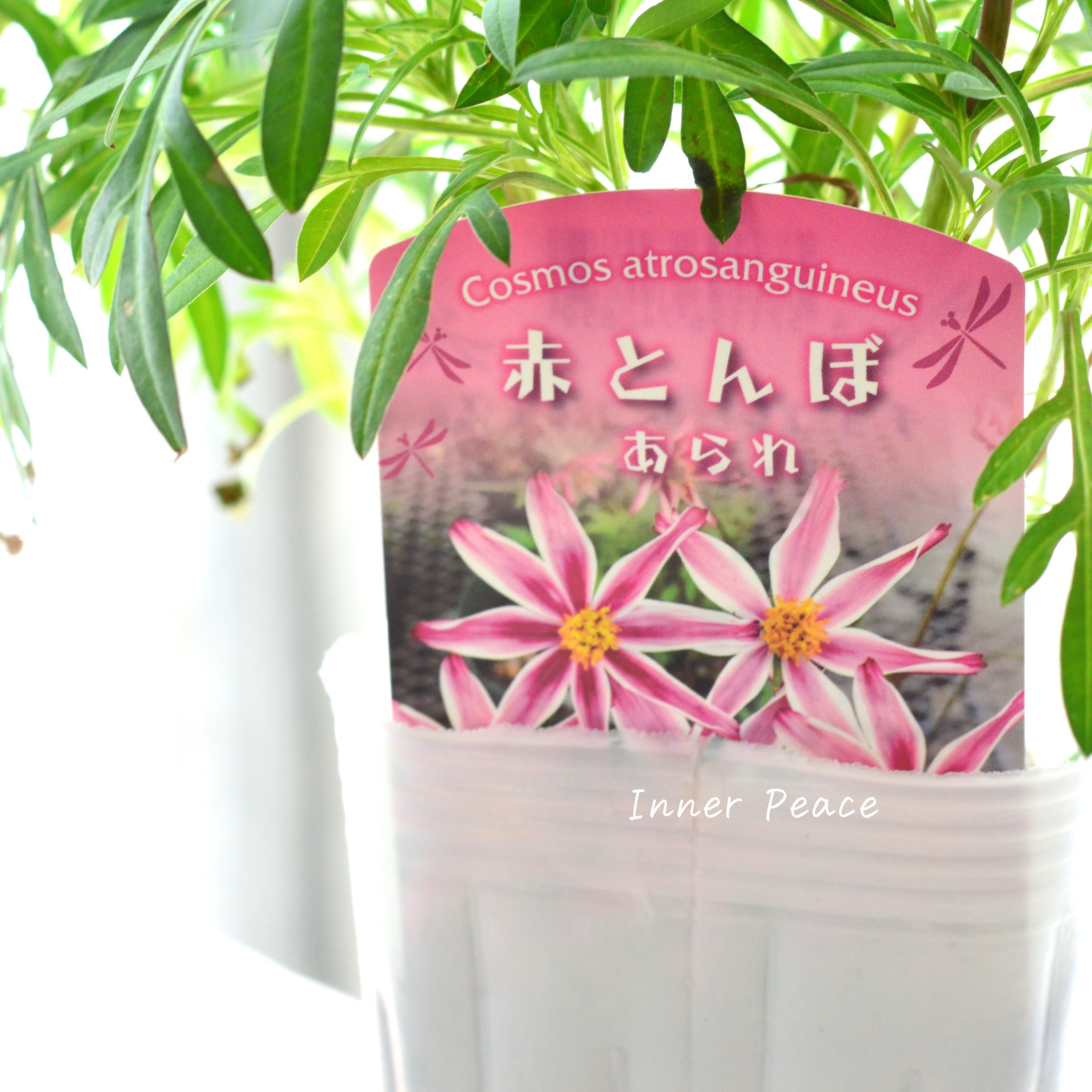 【美しい】 チョコレートコスモス・赤とんぼ 『あられ』 3寸ロングPOT