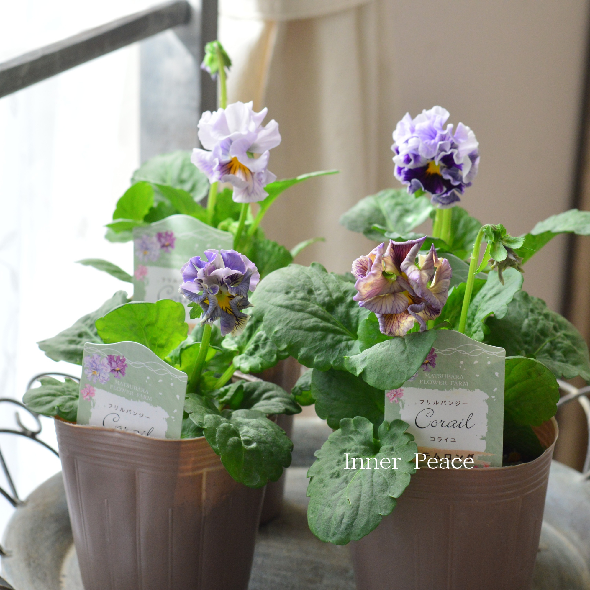 【素敵】 パンジー 『コライユ・ステムロング ブルー・パープル系』 3寸ロングPOT