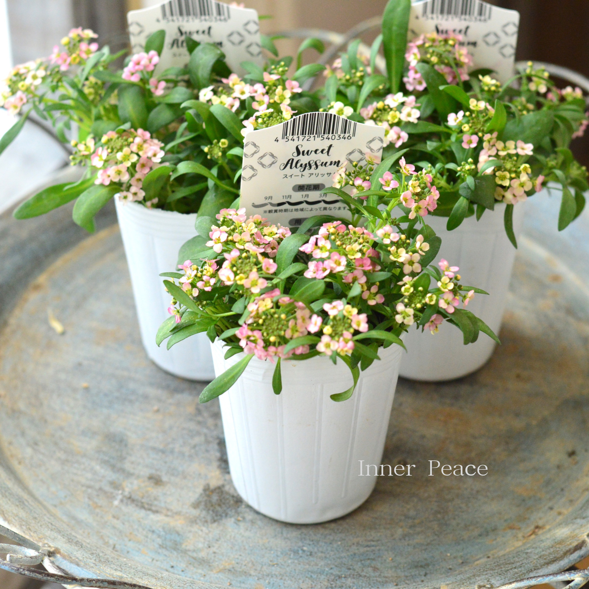 【かわいい】 スイートアリッサム 『アルーレ・ブロンズ』 2.5寸POT