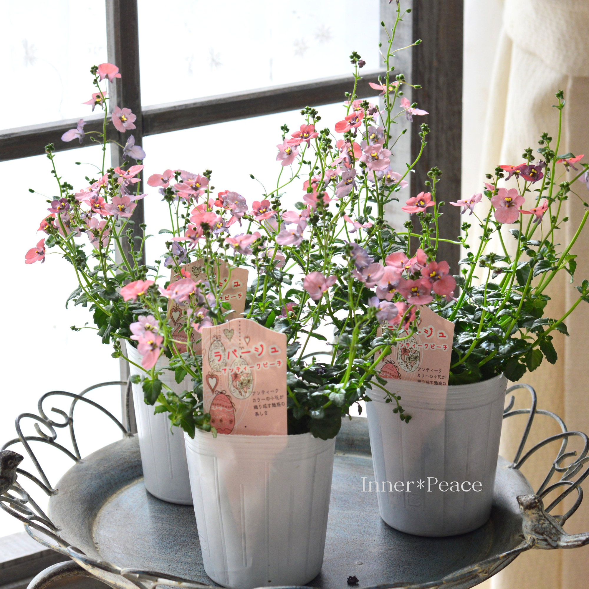 【松原園芸さん】 ディアスシア 『ラパージュ・アンティークピーチ』 3寸POT