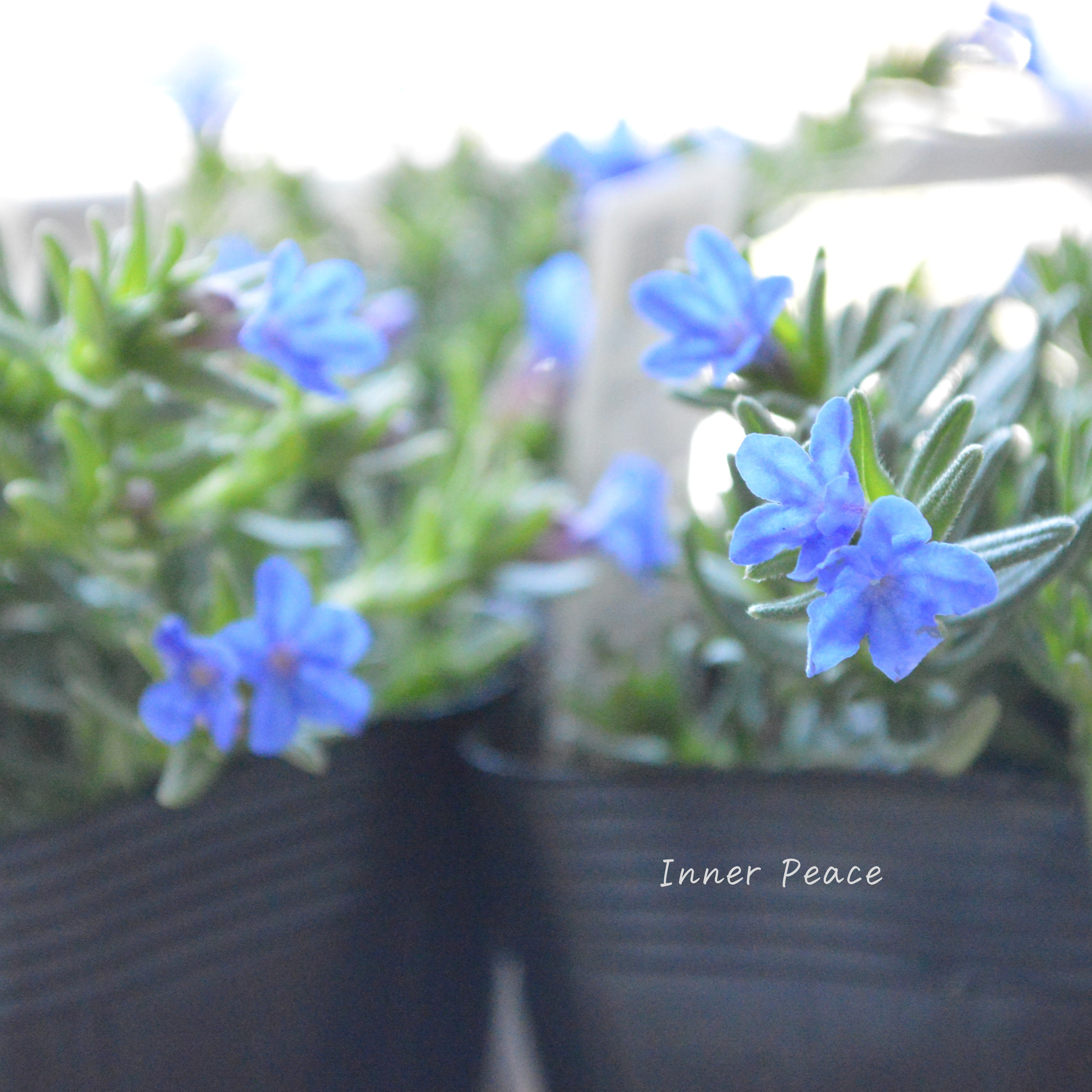 【美しい】 ミヤマホタルカズラ 『むらさき小花』 3.5寸POT