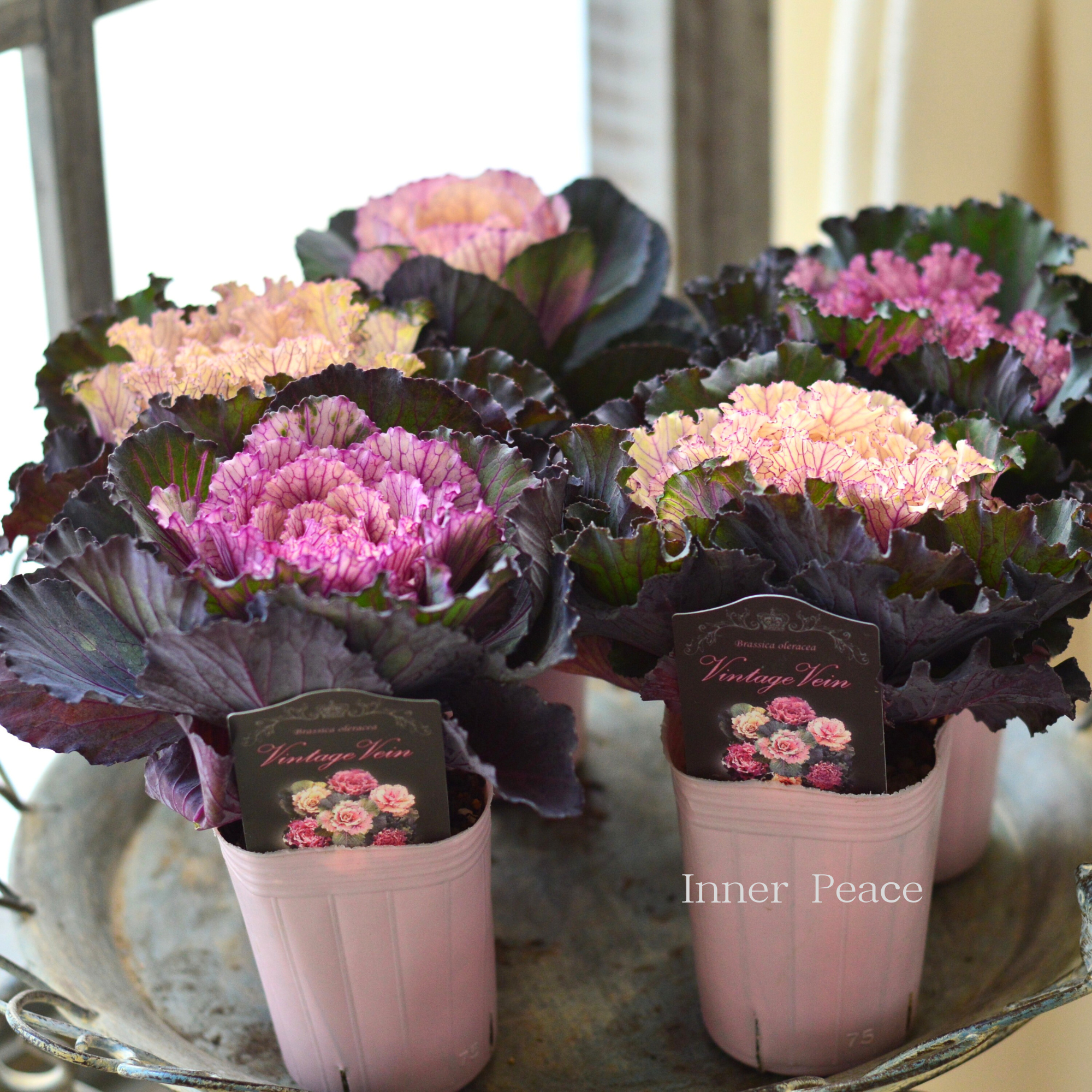 【美しい】 葉牡丹 『ヴィンテージベイン・丸葉』 2.5寸POT