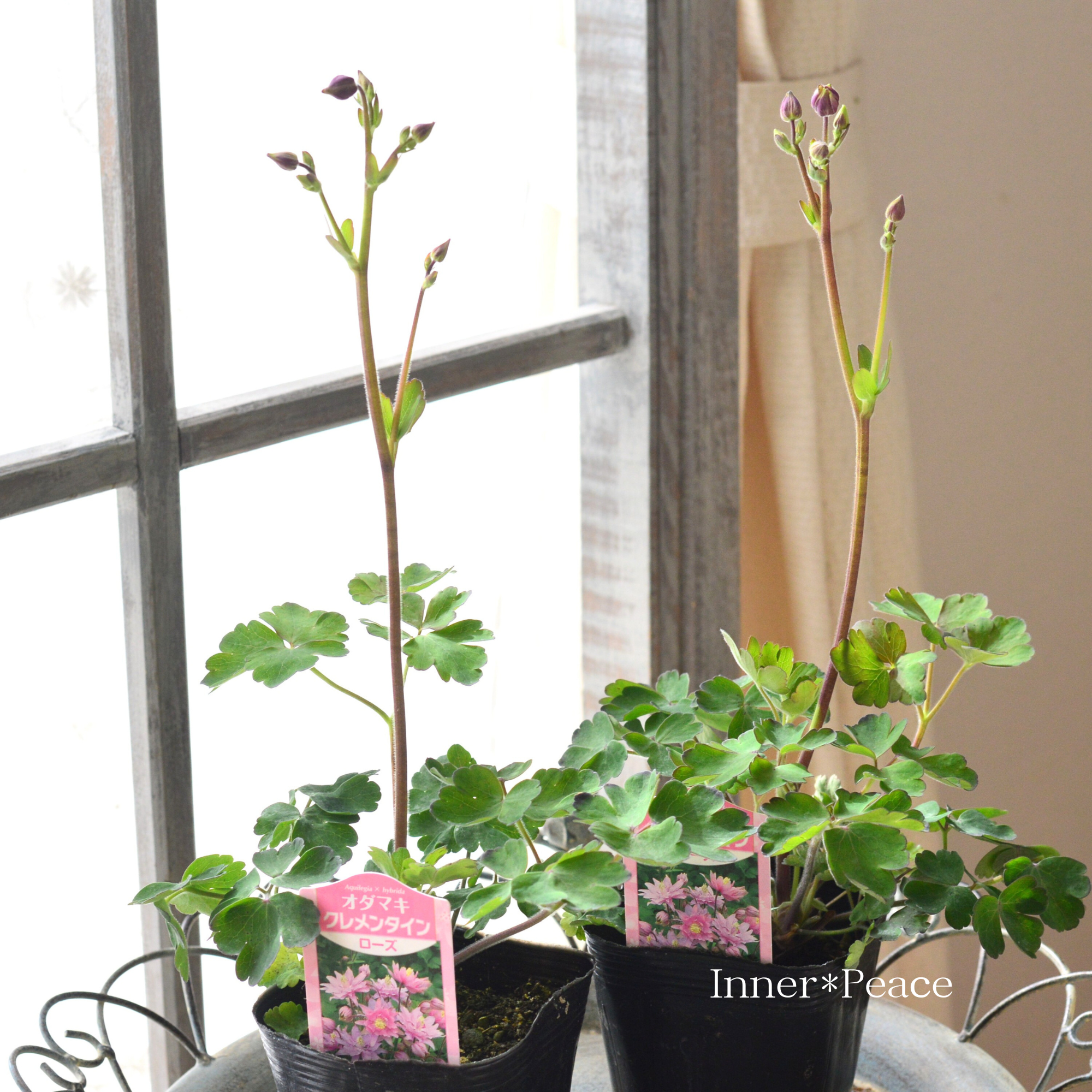 【八重咲き】 オダマキ・クレメンタイン 『ローズ』 3.5寸POT