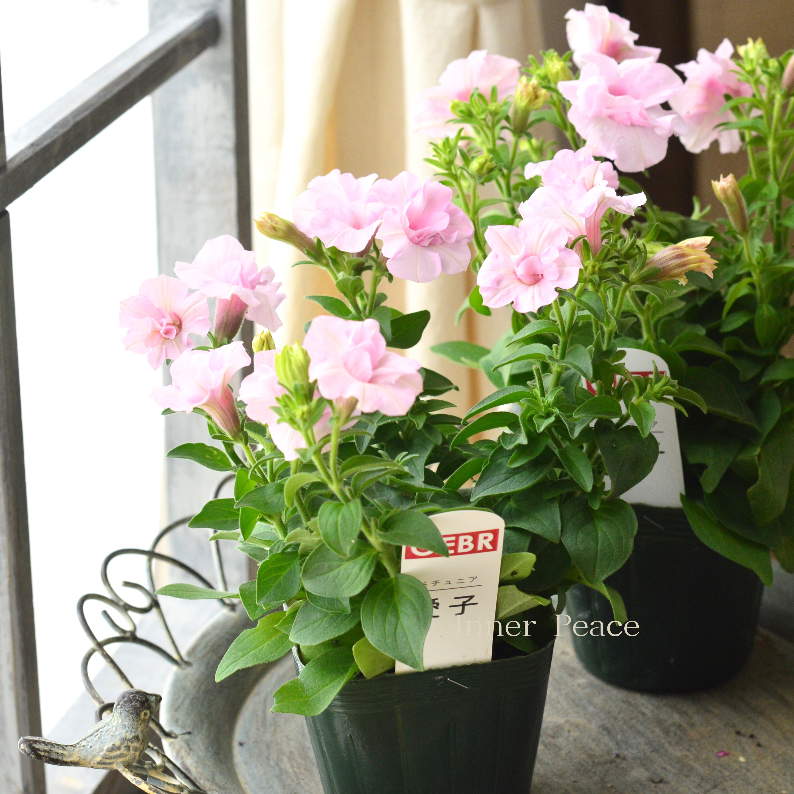 希少!【ゲブラさん試作品】 ペチュニア 『愛子』 3.5寸POT