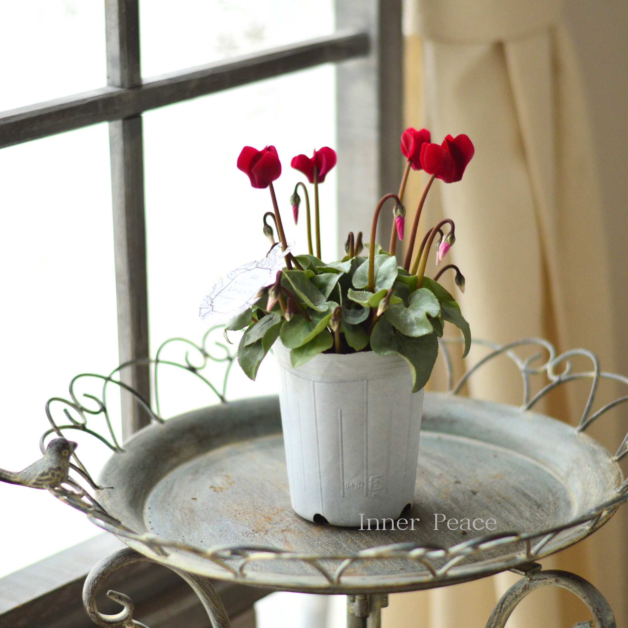 【オシャレ】 ミニシクラメン 『スノーショコラ』 3寸ロングPOT