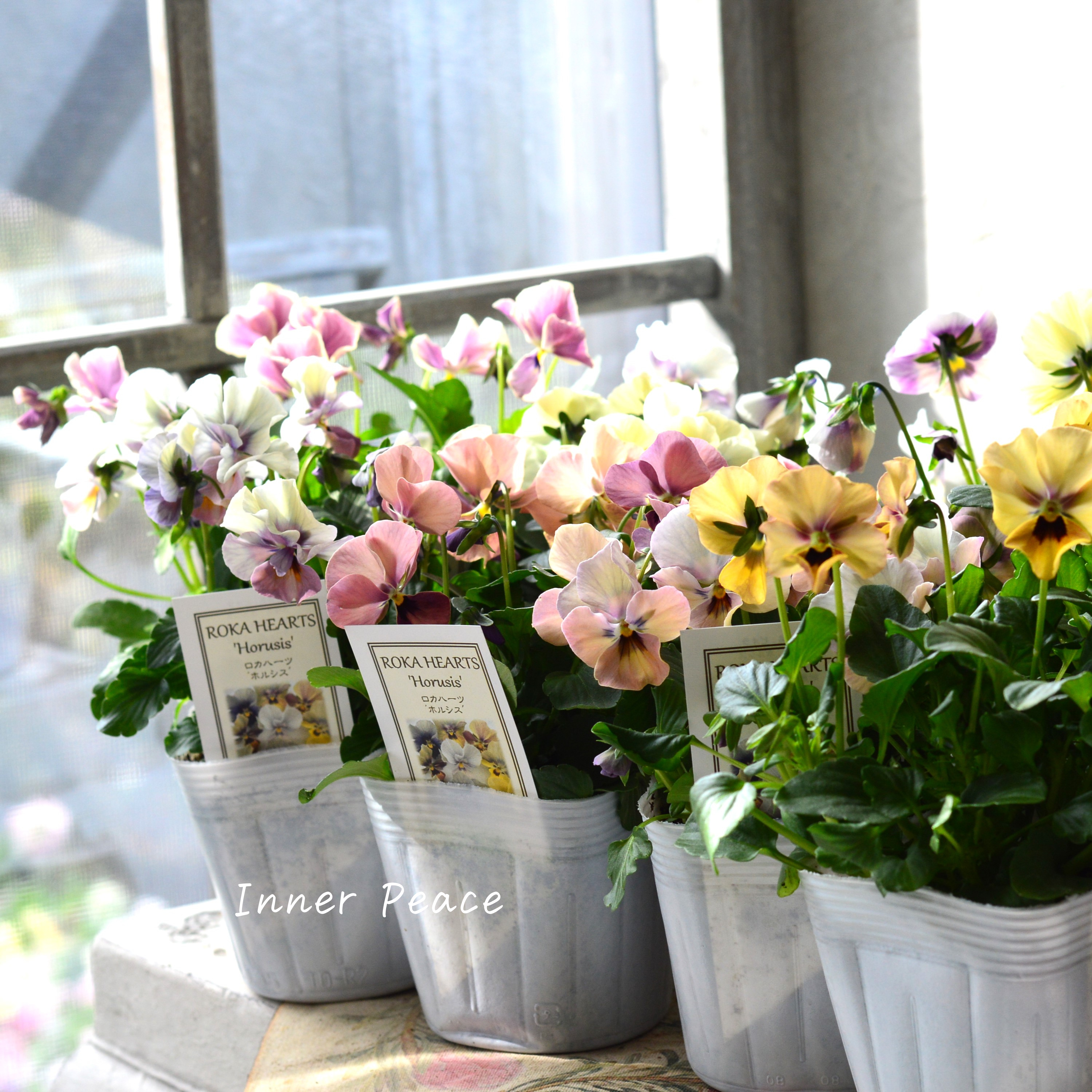 【美しい】 ビオラ ロカハーツ 『ホルシス』 3.5寸POT